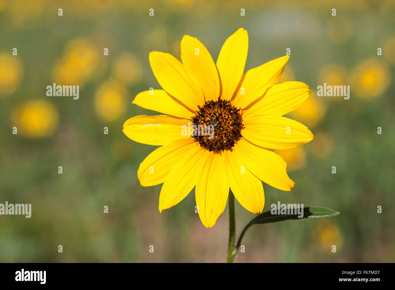 Yellow coneflower (Rudbeckia sp.), Utah, United States Stock Photo