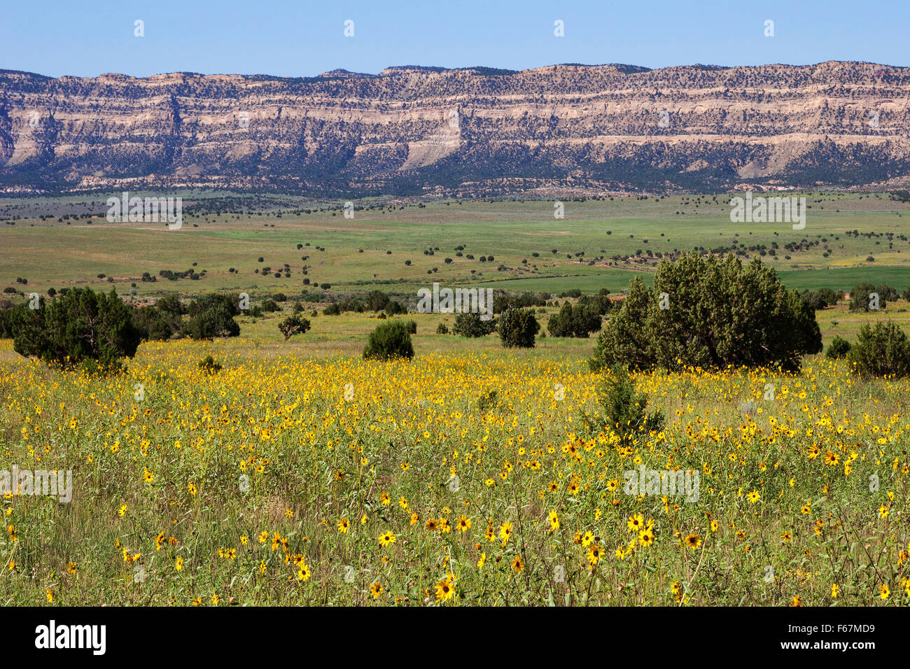 Field with yellow wildflowers, coneflowers (Rudbeckia sp.), Utah