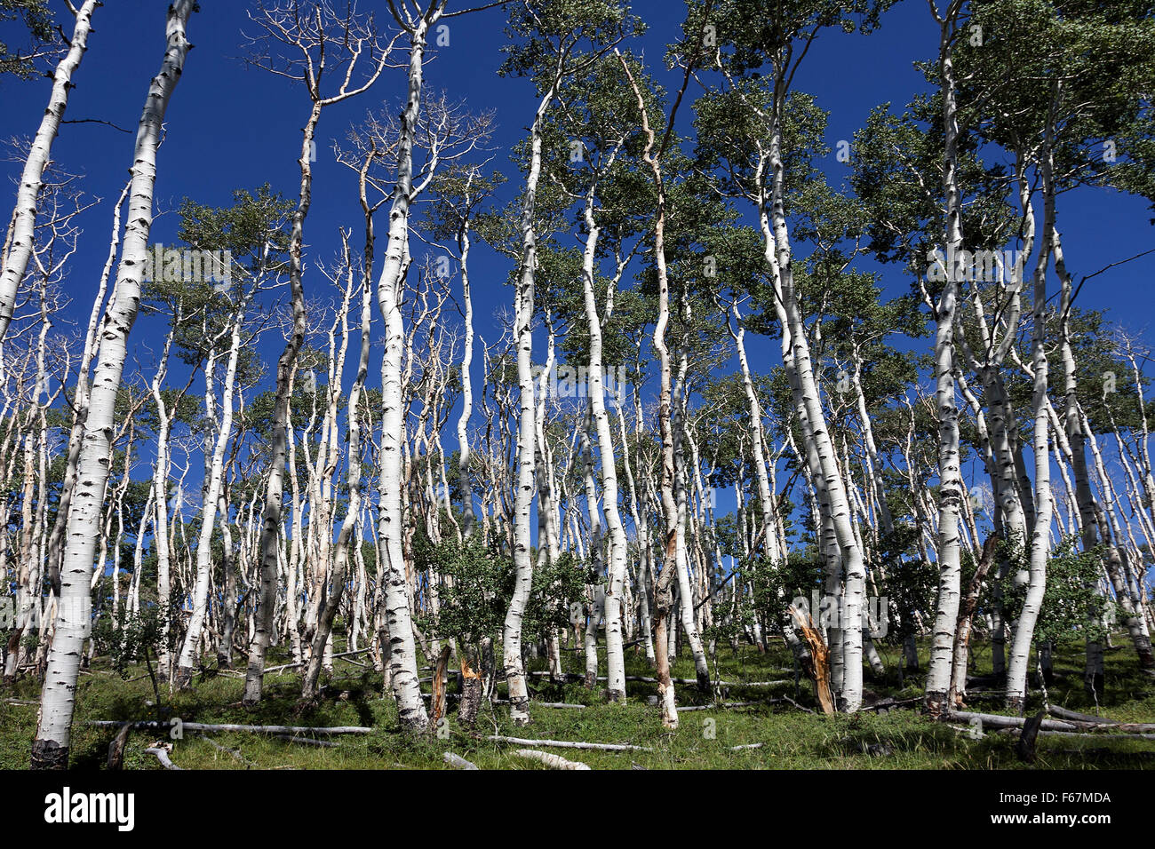 Poplars (Populus tremuloides) against blue sky, Boulder Mountains, Utah, USA Stock Photo