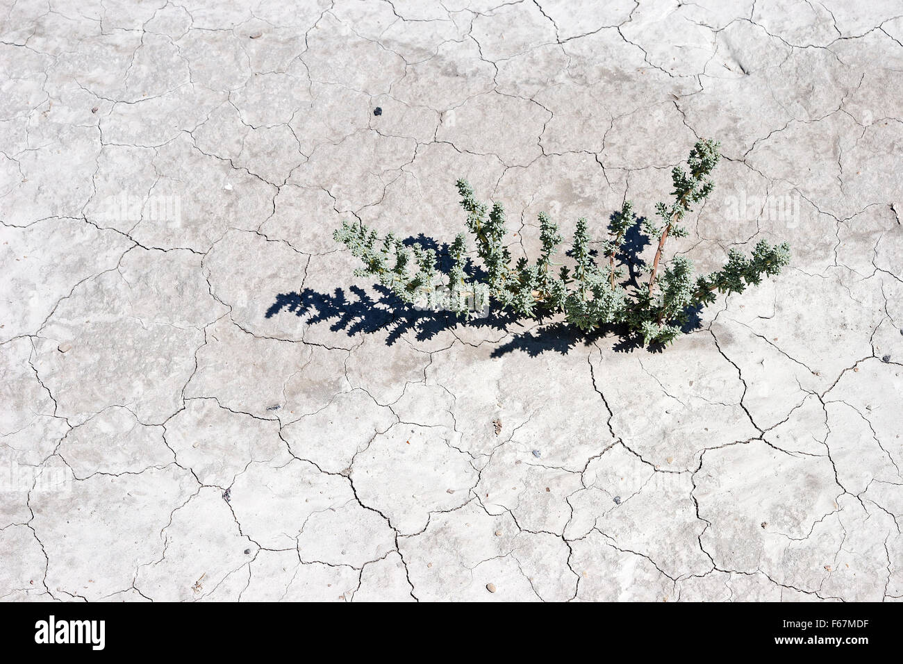 Plant growing through dry cracks in ground, dry clay surface, Caineville, Utah, United States Stock Photo
