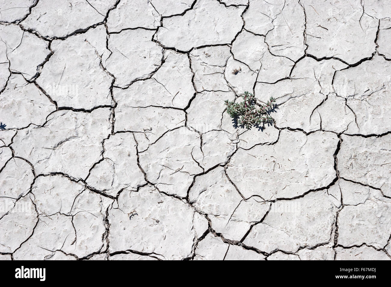 Plant growing through dry cracks in ground, dry clay surface, Caineville, Utah, United States Stock Photo