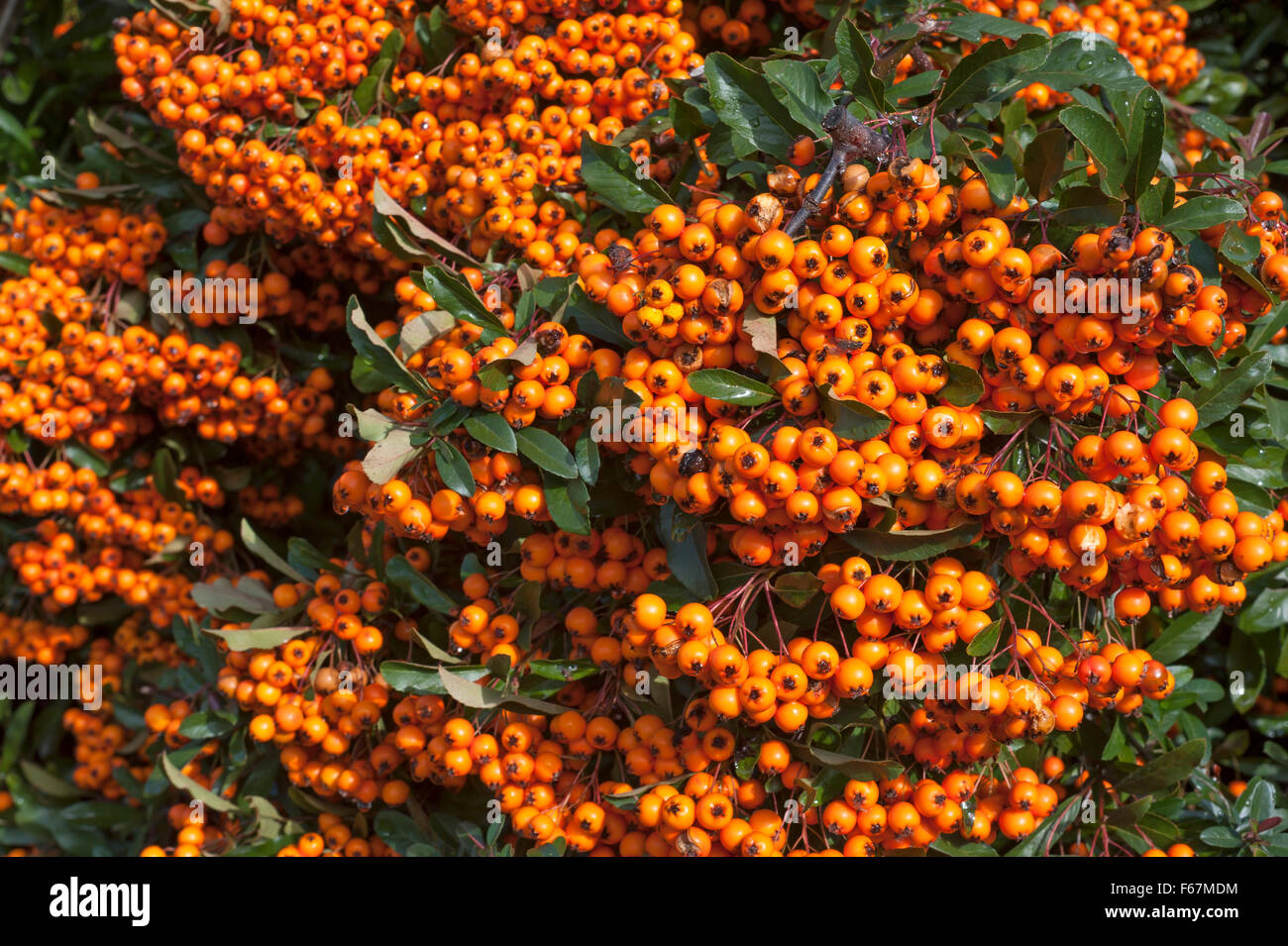 Firethorn (Pyracantha sp.) with berries, Bavaria, Germany Stock Photo
