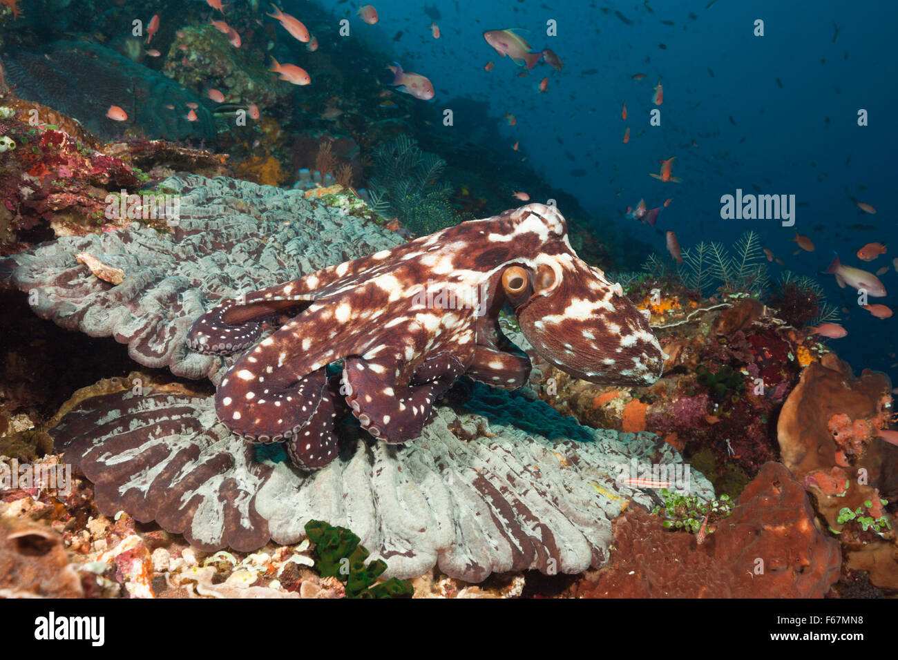 Lesser octopus hires stock photography and images Alamy