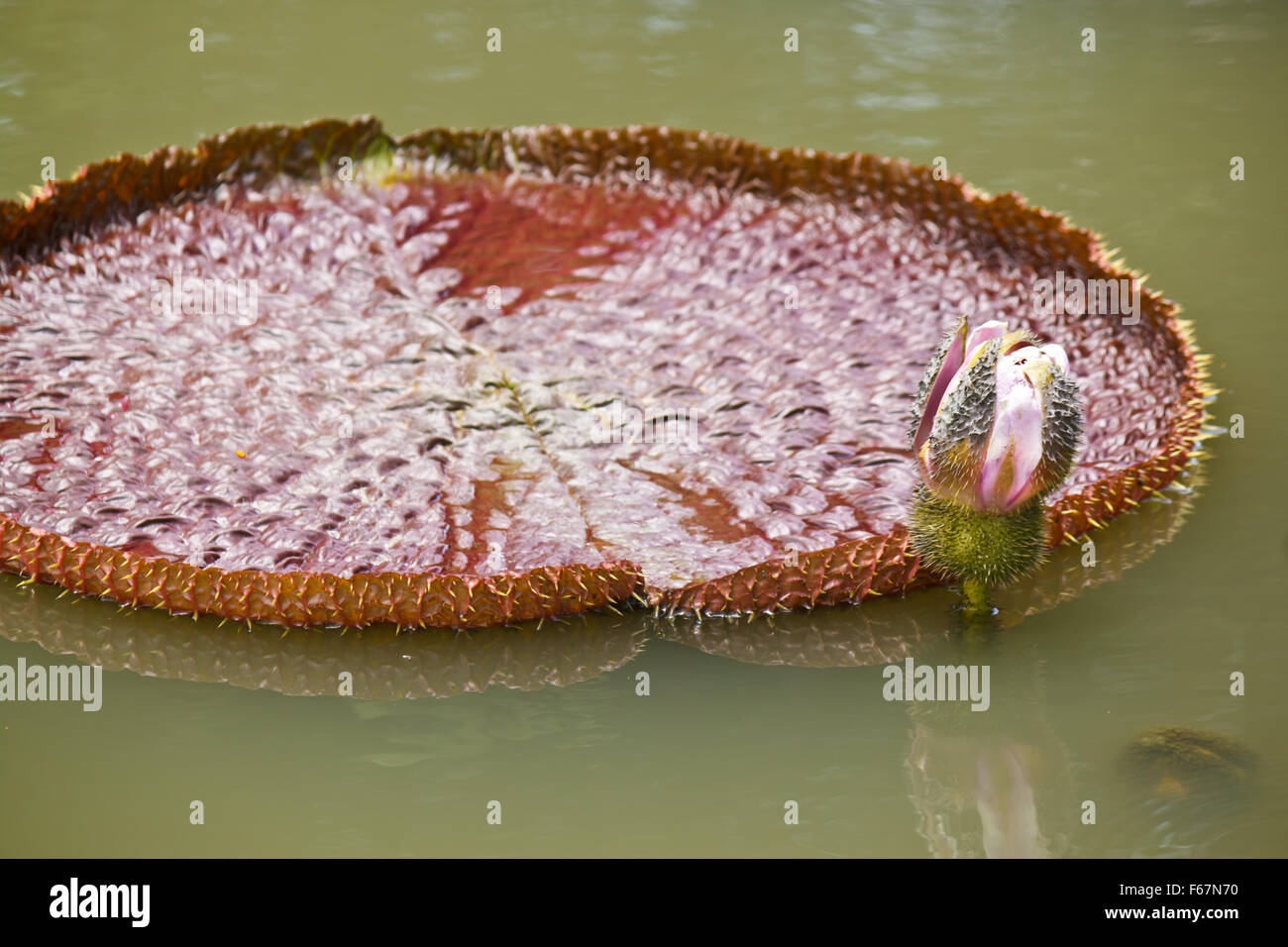 lotus in pond Stock Photo - Alamy