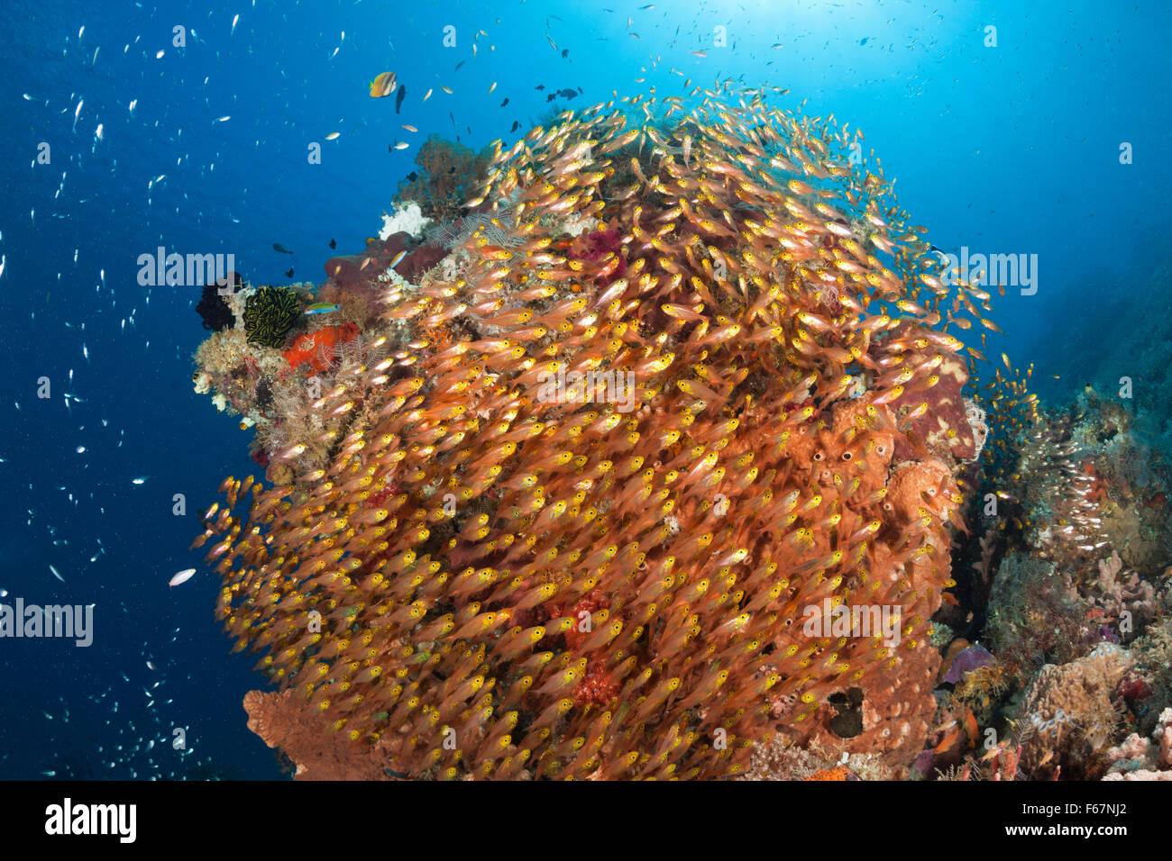 Glassy Sweepers in Coral Reef, Parapriacanthus ransonneti, Komodo National Park, Indonesia Stock Photo