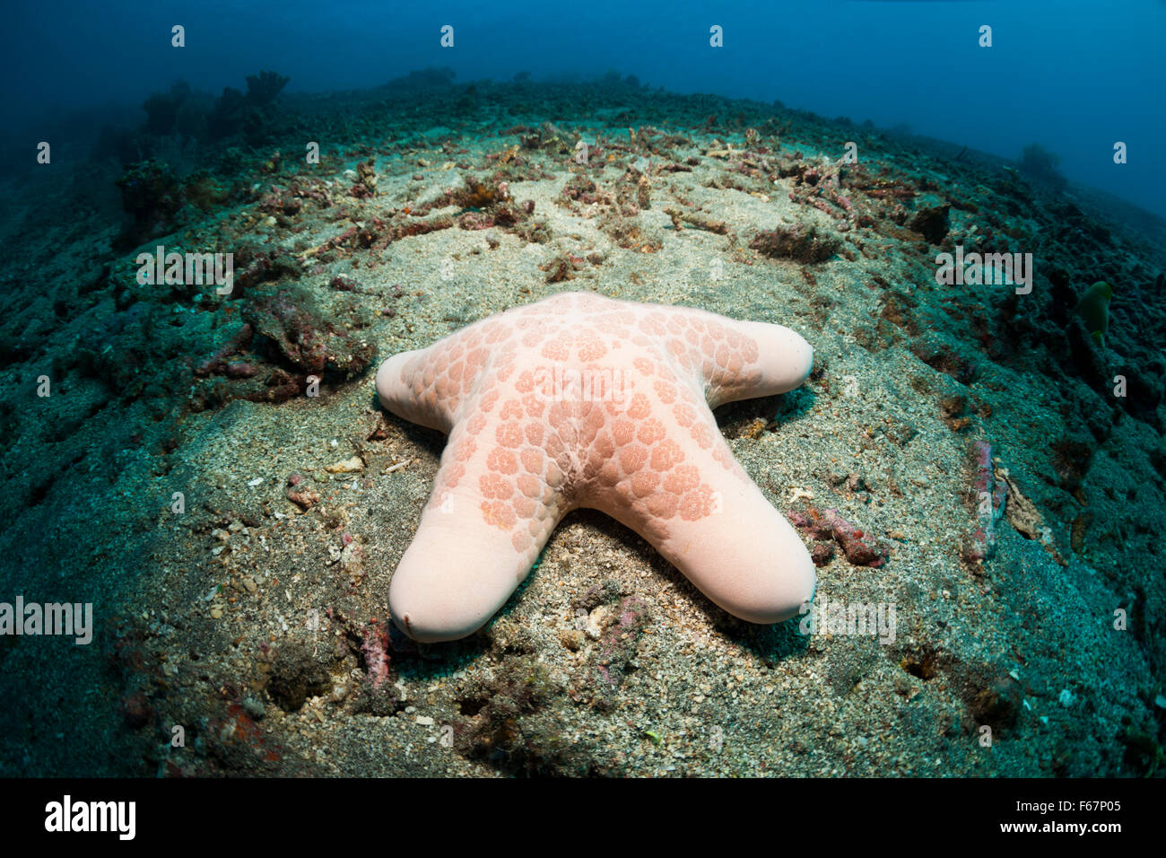 Granulated Starfish, Choriaster granulatus, Bali, Indonesia Stock Photo