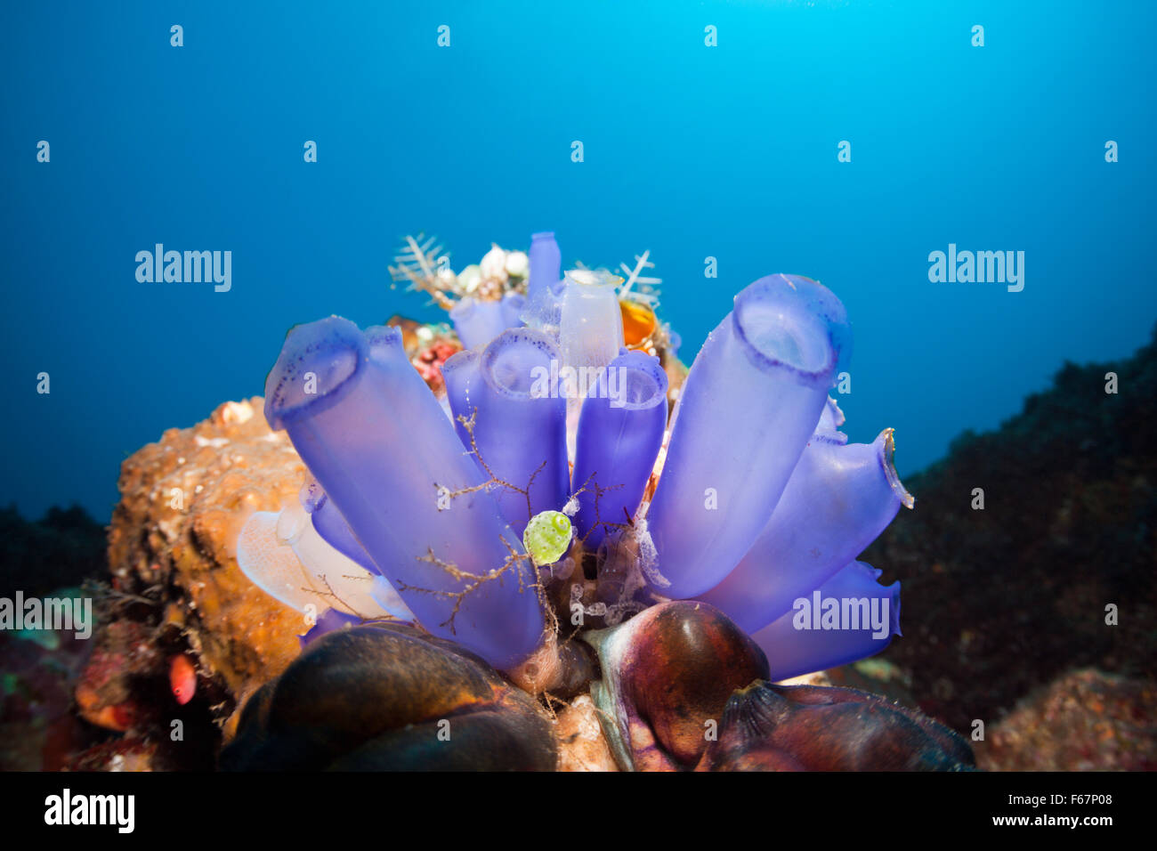 Blue Tunicates in Coral Reef, Rhopalaea morph, Bali, Indonesia Stock Photo
