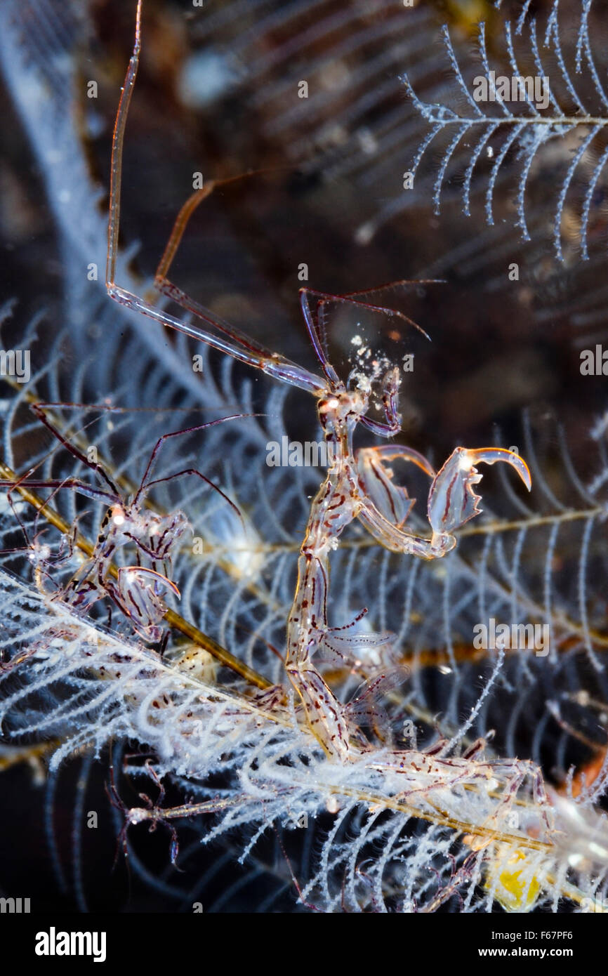 Skeleton Shrimp, Caprella sp., Bali, Indonesia Stock Photo