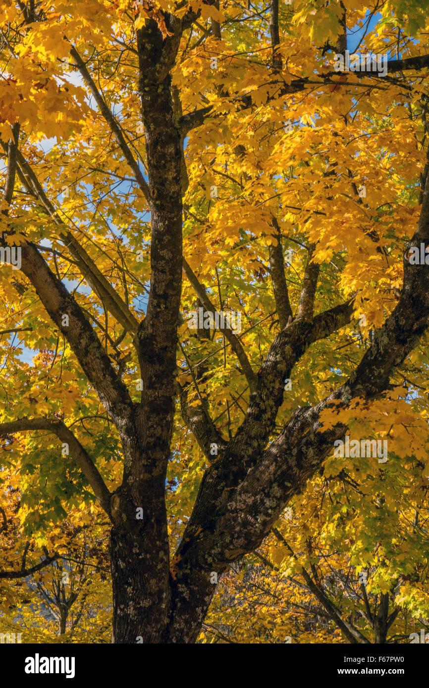 Golden fall autumn colours colors against blue sky, Stock Photo