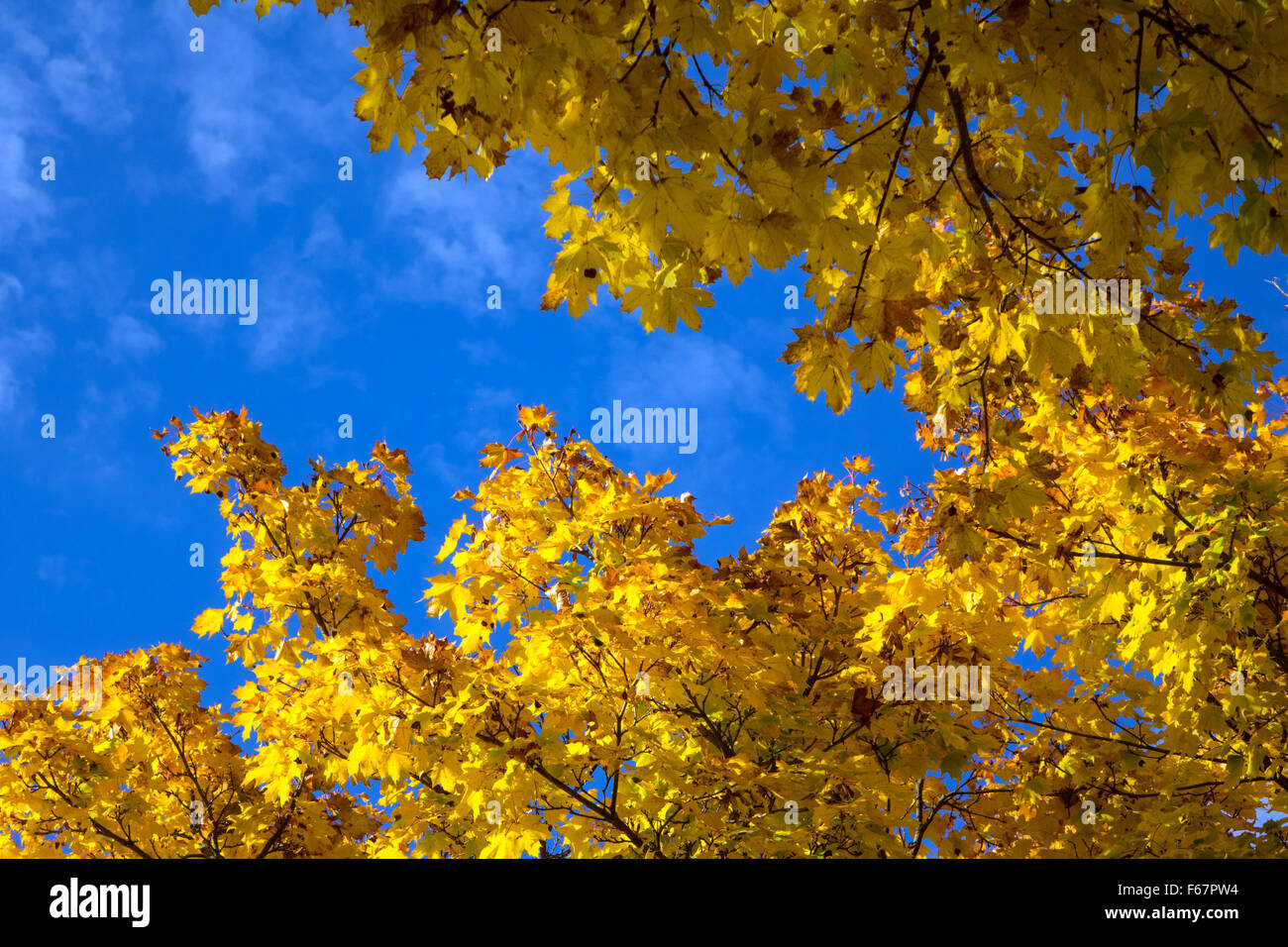 Golden fall autumn colours colors against blue sky, Stock Photo