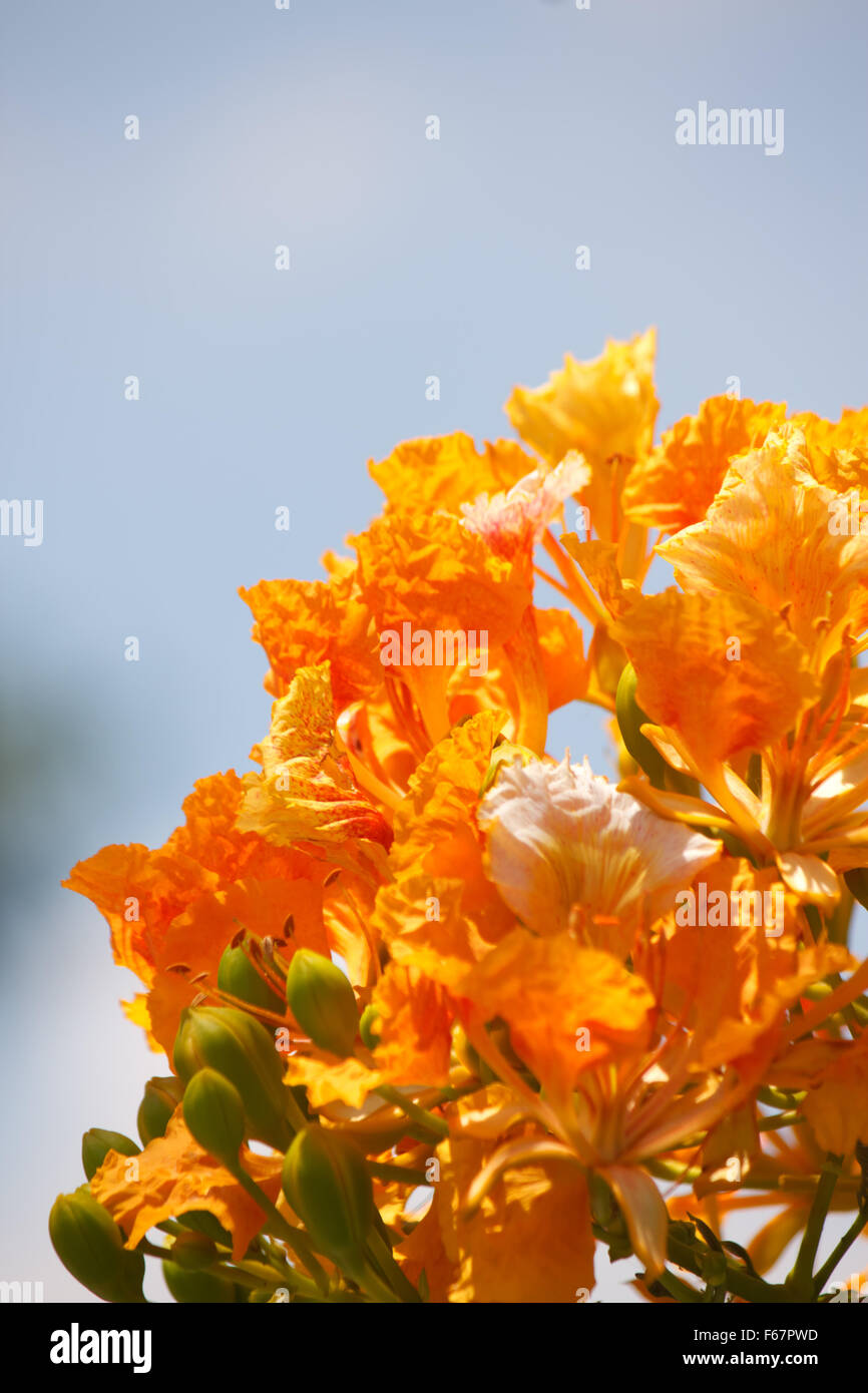 beautiful flower with blue sky Stock Photo Alamy