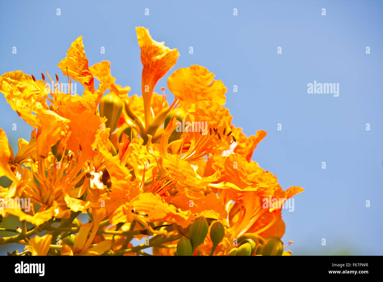 beautiful flower with blue sky Stock Photo Alamy