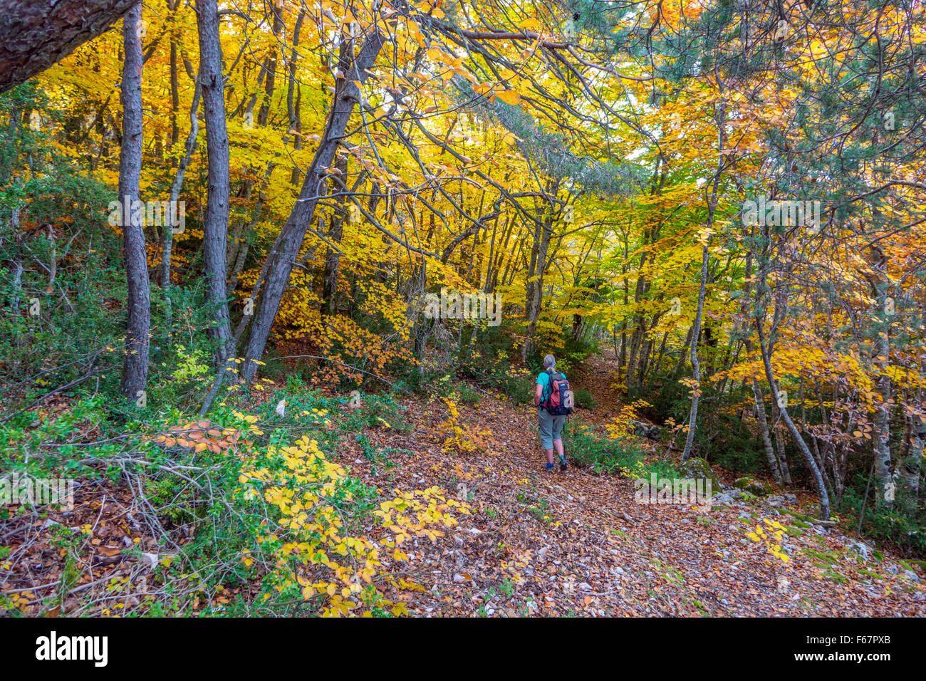 Female walker hiker in sunny autumn fall colours colors in woods, France Stock Photo