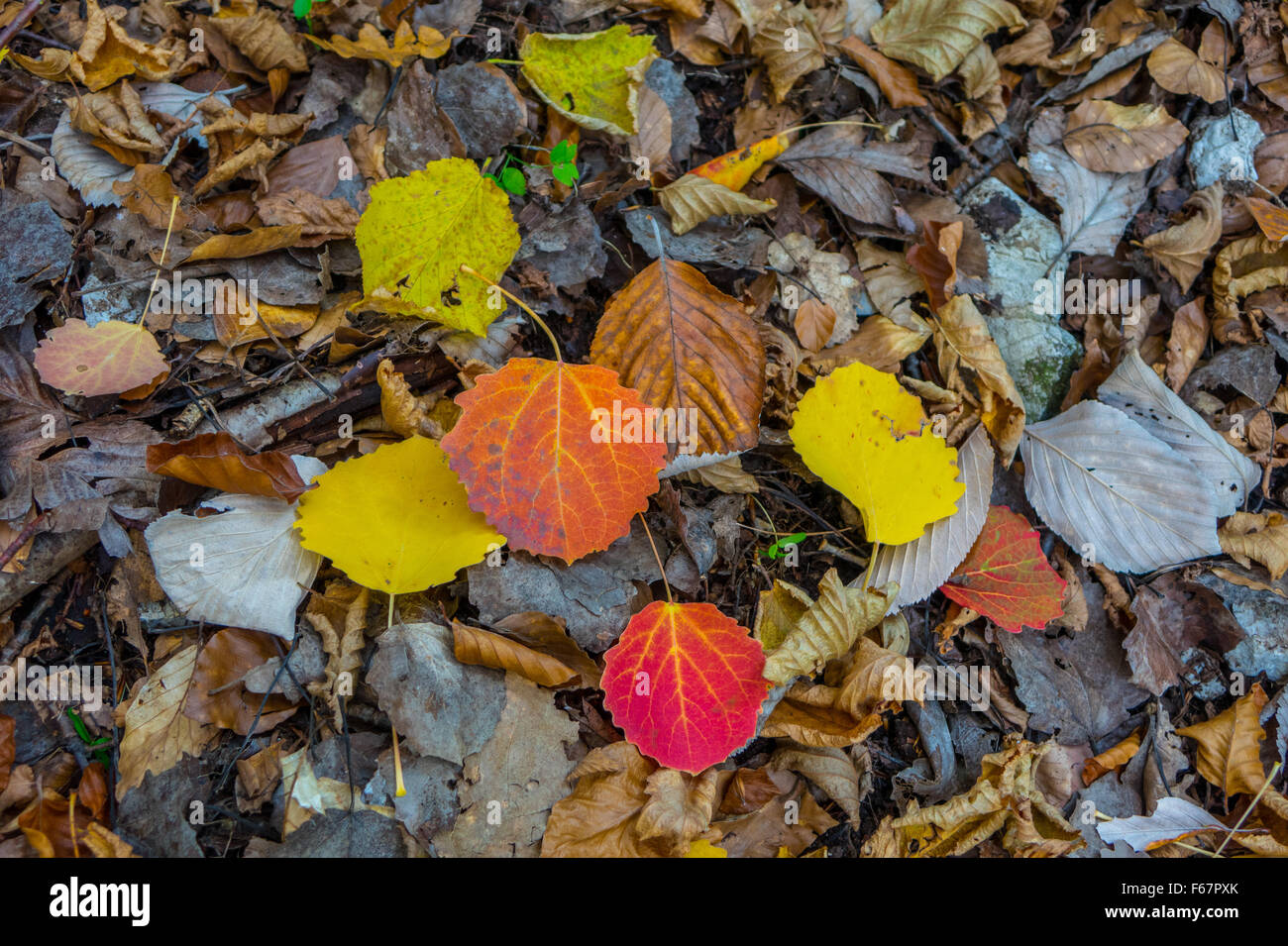 Brightly colored coloured autumn fall leaves on the ground Stock Photo