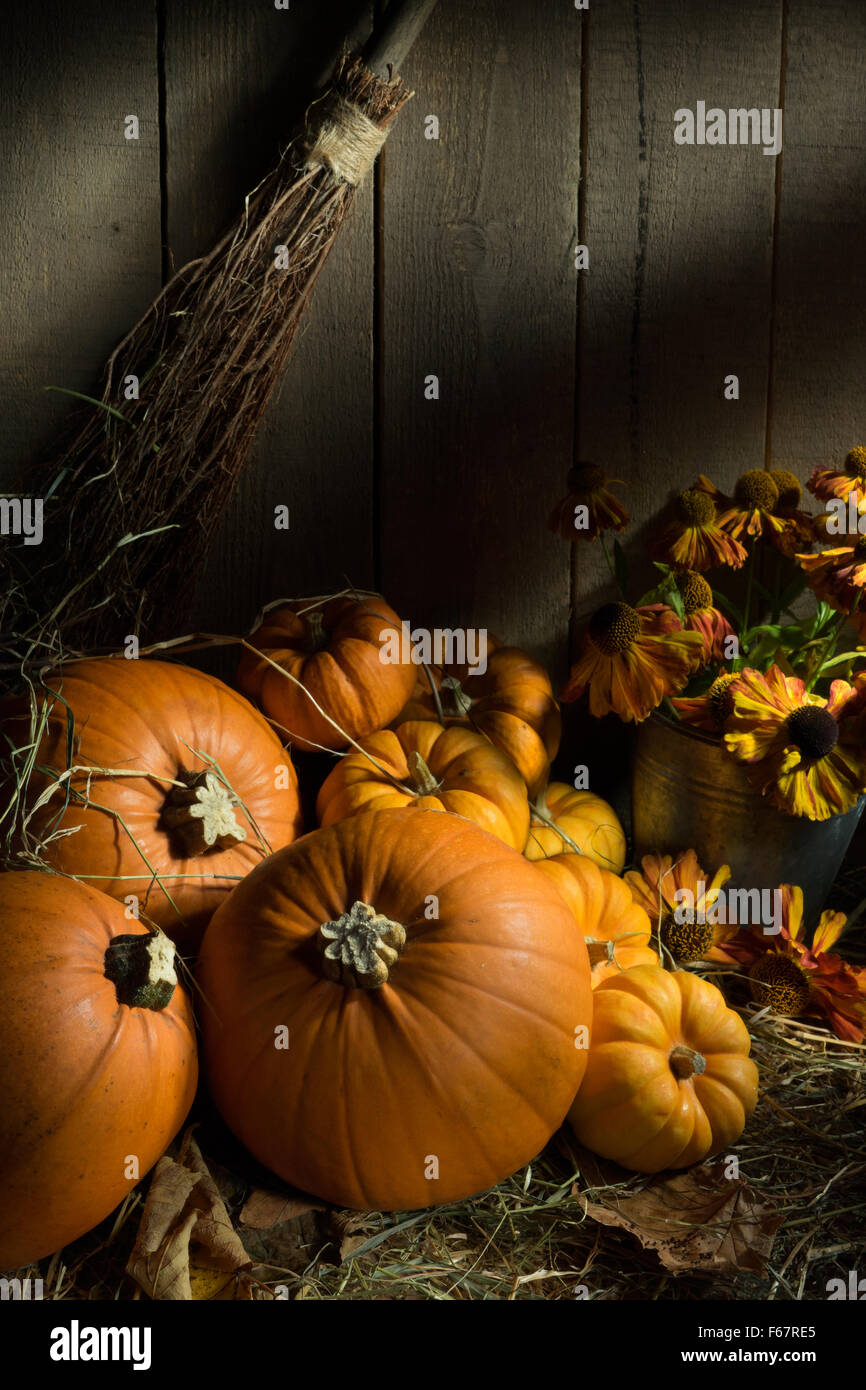 Pumpkins, heleniums and a witches broom in the sunshine in the shed Stock Photo