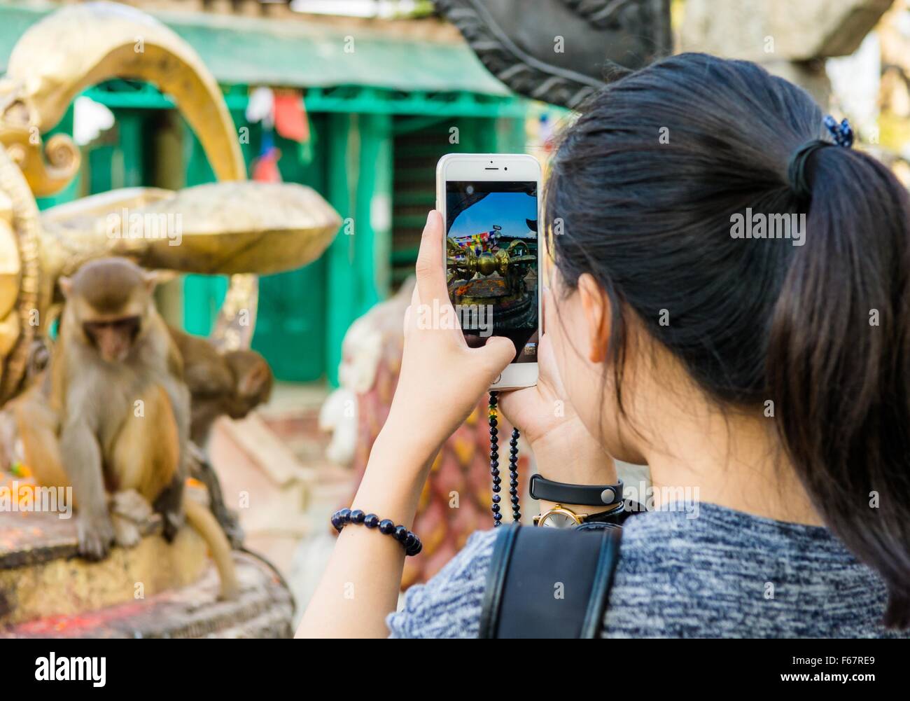 Person taking photos of monkeys with self phone. Stock Photo