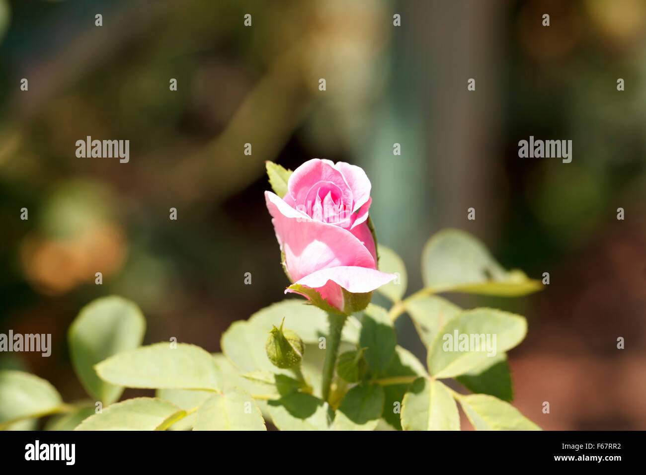pink rose in garden Stock Photo - Alamy
