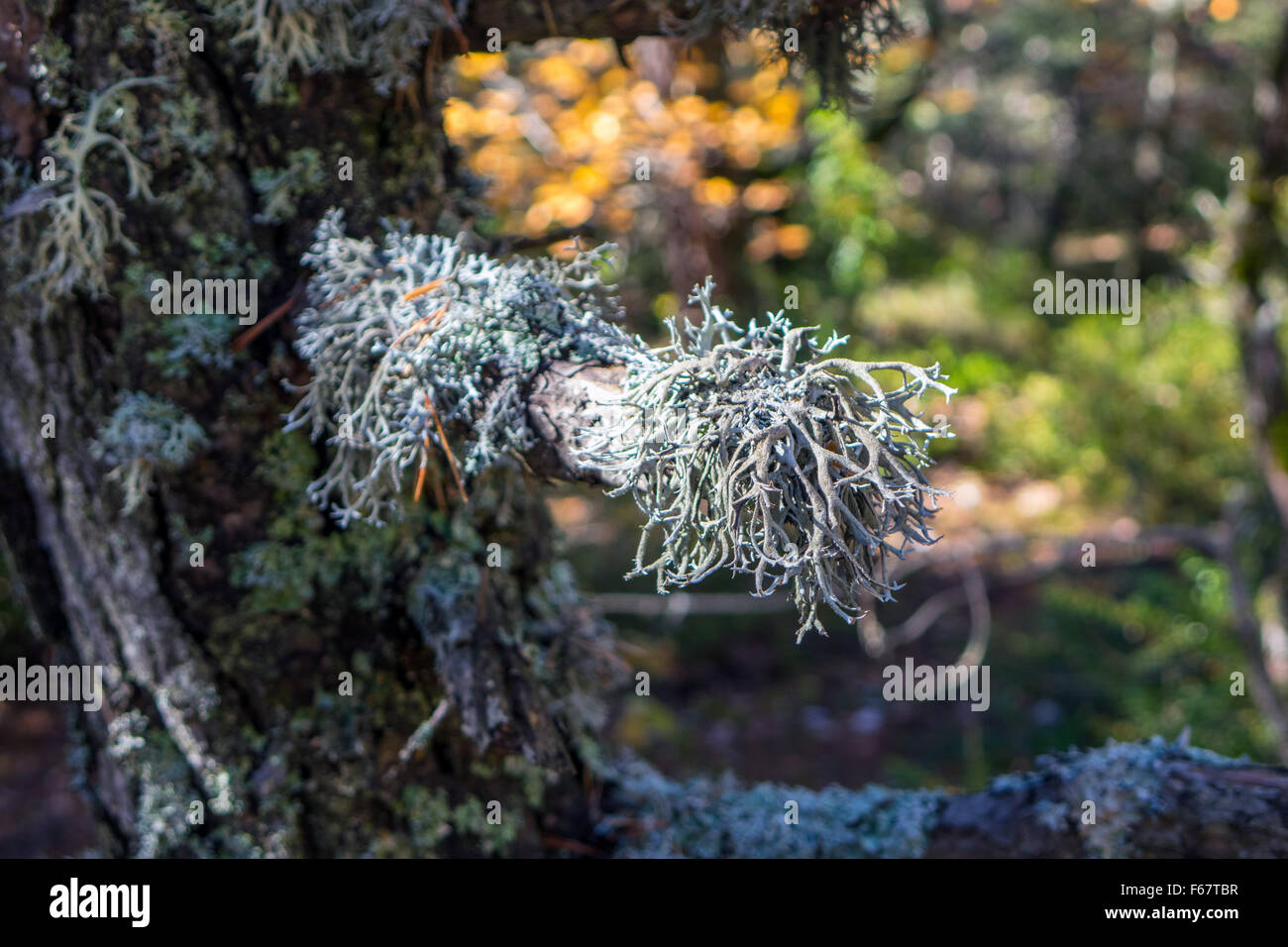 Grey reindeer lichen growing on tree branch, Stock Photo