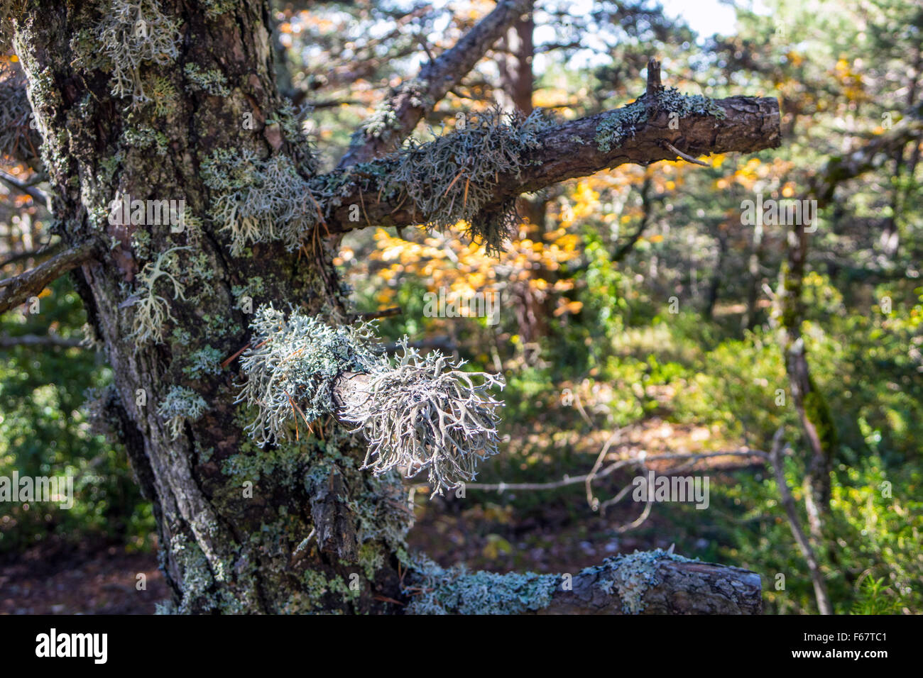 Grey reindeer lichen growing on tree branch, autumn colors Stock Photo