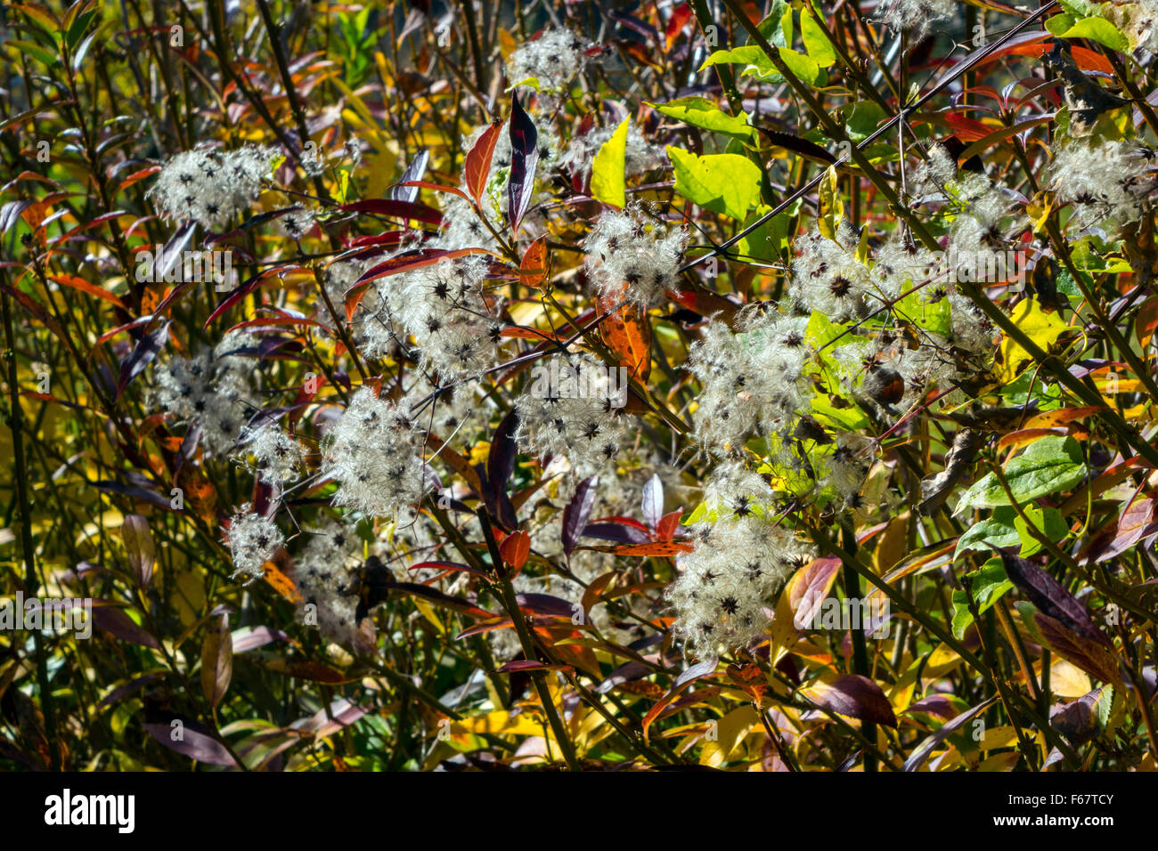 Old Man's Beard, Clematis, seed-heads, back-lit Stock Photo