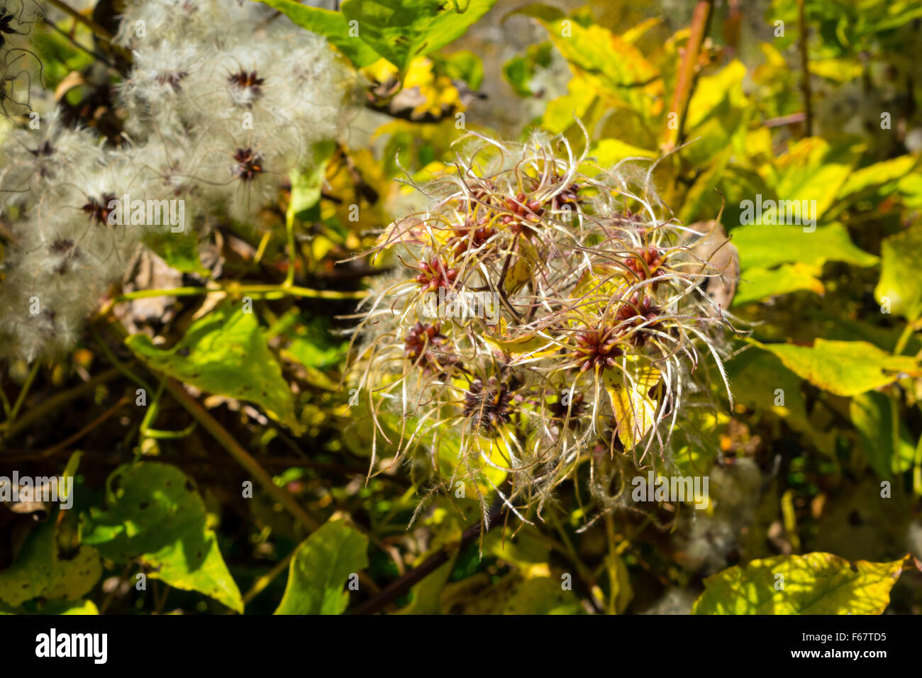 Old Man's Beard, Clematis, seed-heads, sunlit Stock Photo