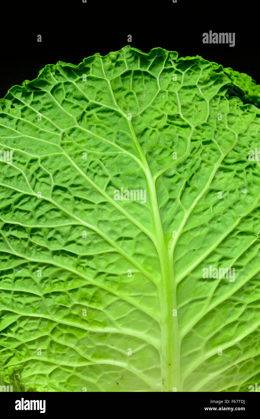 Fresh cabbage leaves Stock Photo Alamy