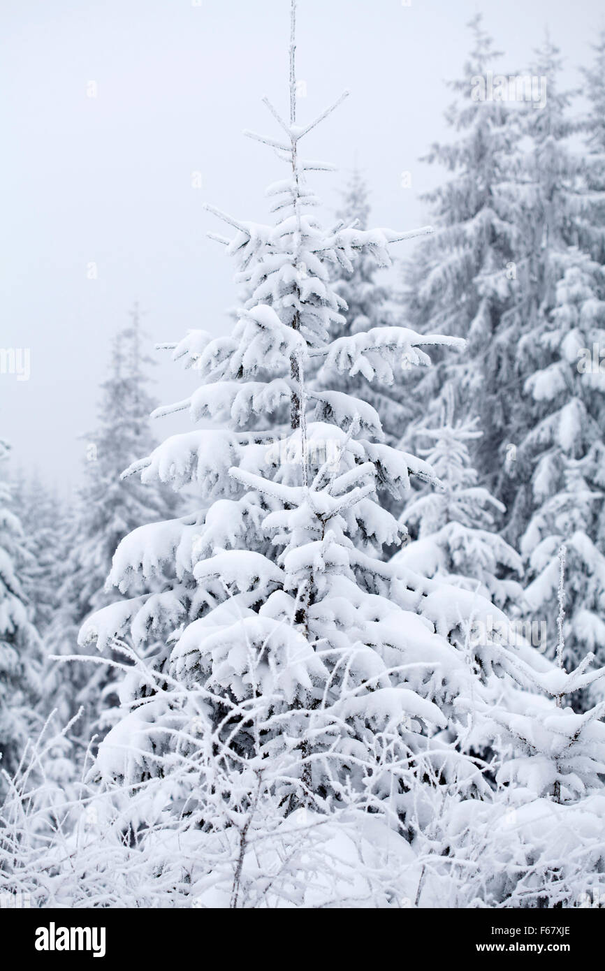 Christmas background with snowy fir trees Stock Photo - Alamy