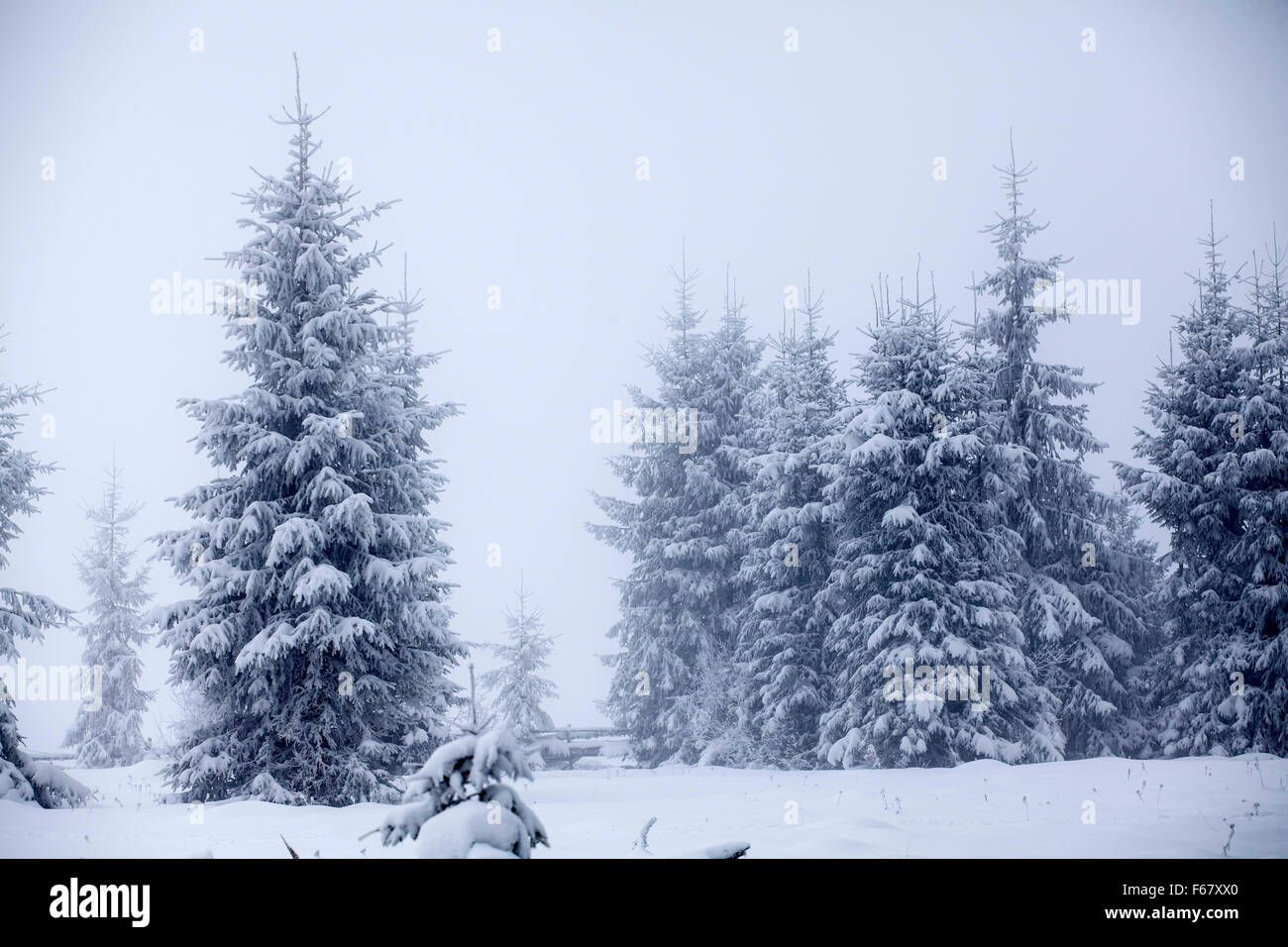 Christmas background with snowy pine forest Stock Photo - Alamy