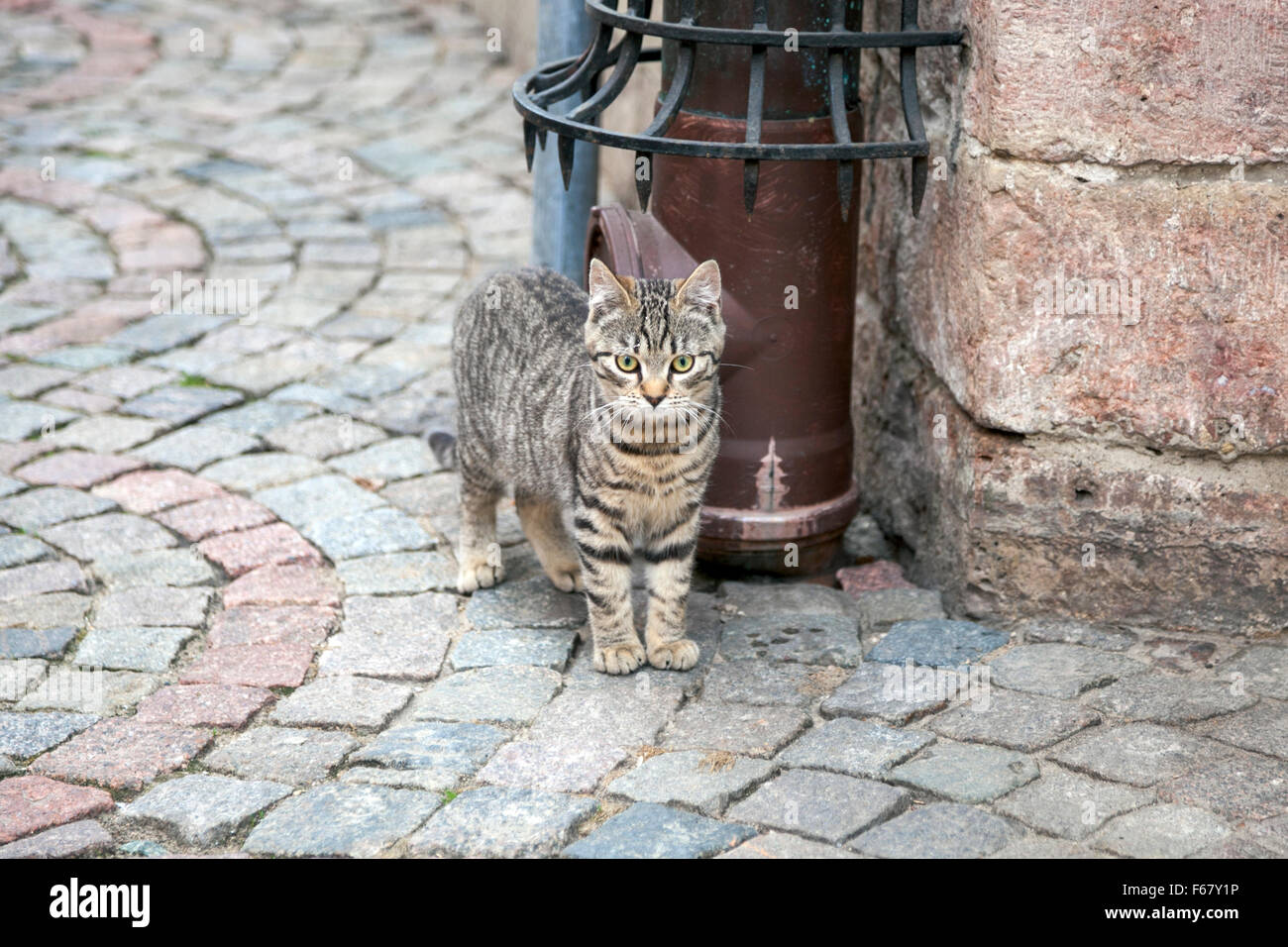 A stray cat walking around Riga's old town, Latvia Stock Photo
