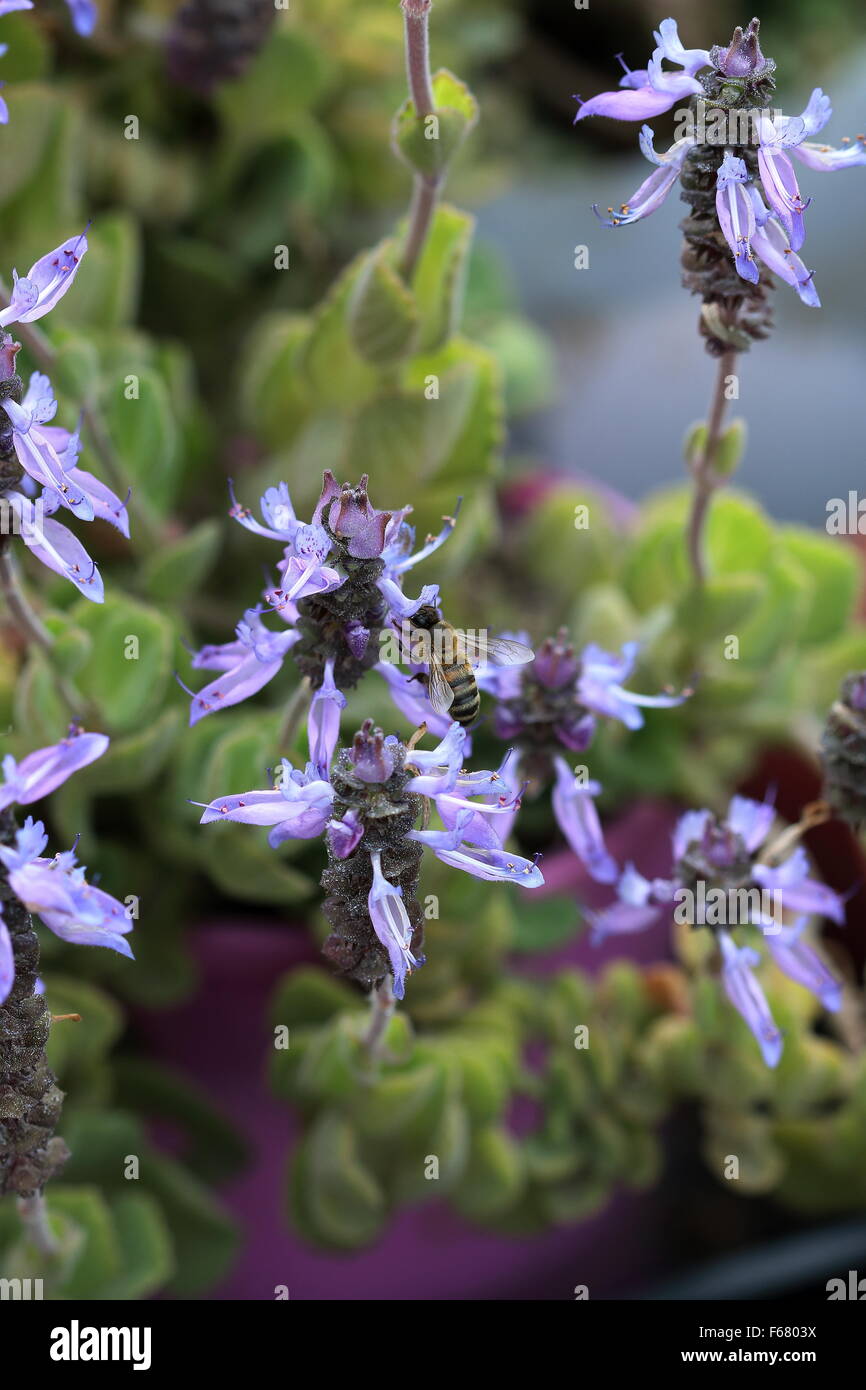 Dogbane Plectranthus caninus, Colues canina flower Stock Photo