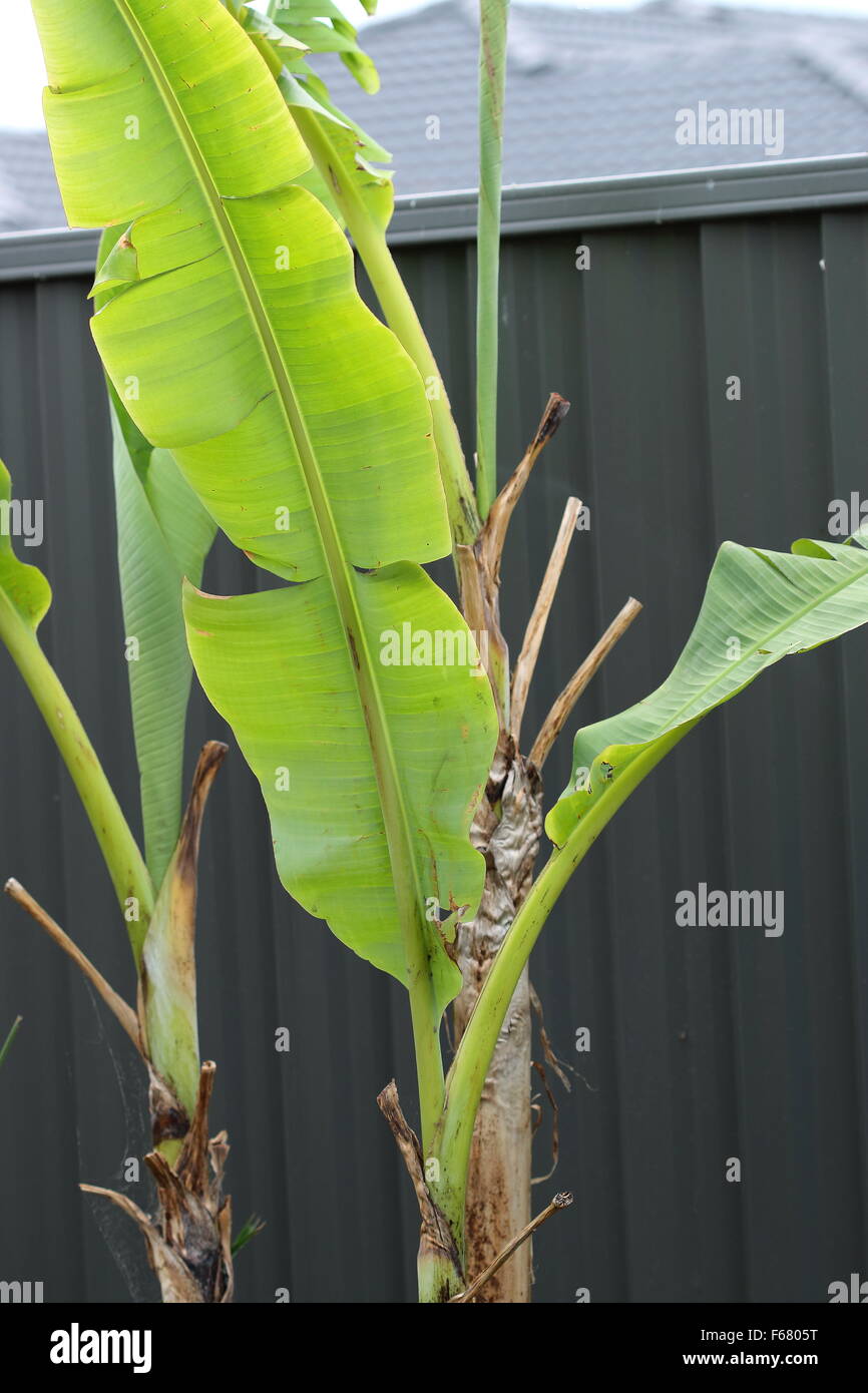 Banana trees growing in the backyard against colour bond fence Stock Photo