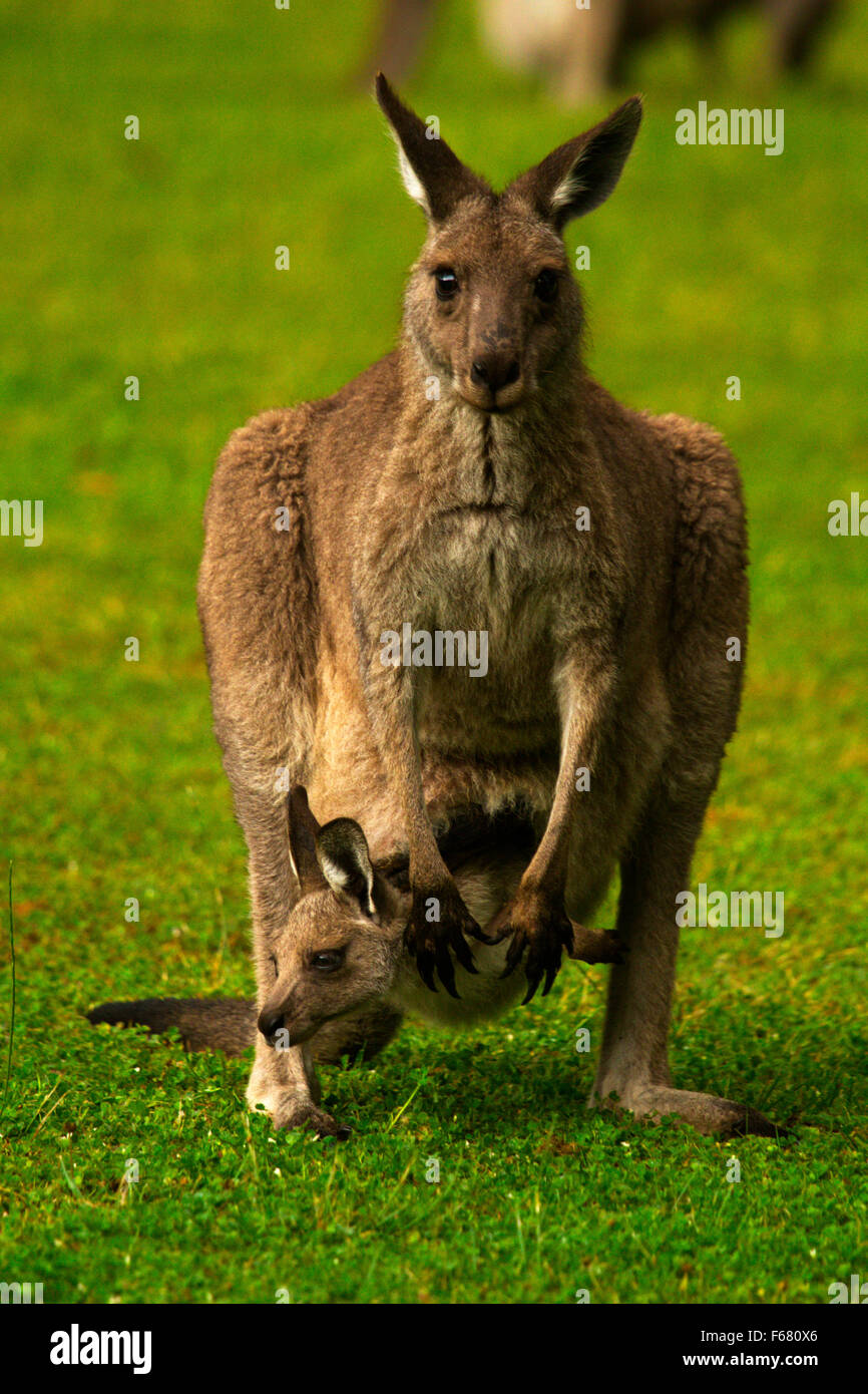 Adult female kangaroo with young joey in pouch stands in meadow in Halls Gap, Australia, near Grampians National Park. Stock Photo