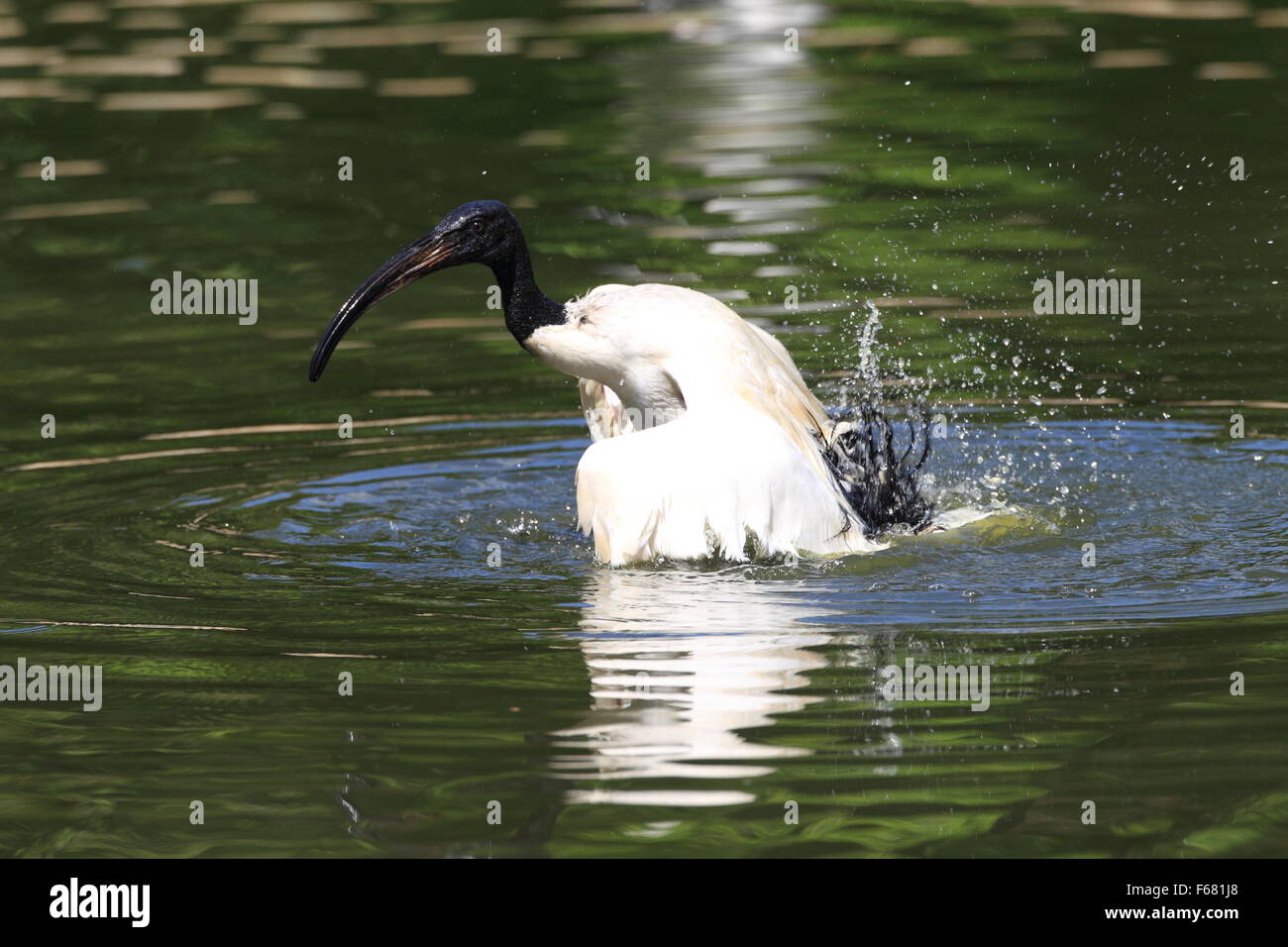 African Sacred Ibis (Threskiornis aethiopicus) Stock Photo