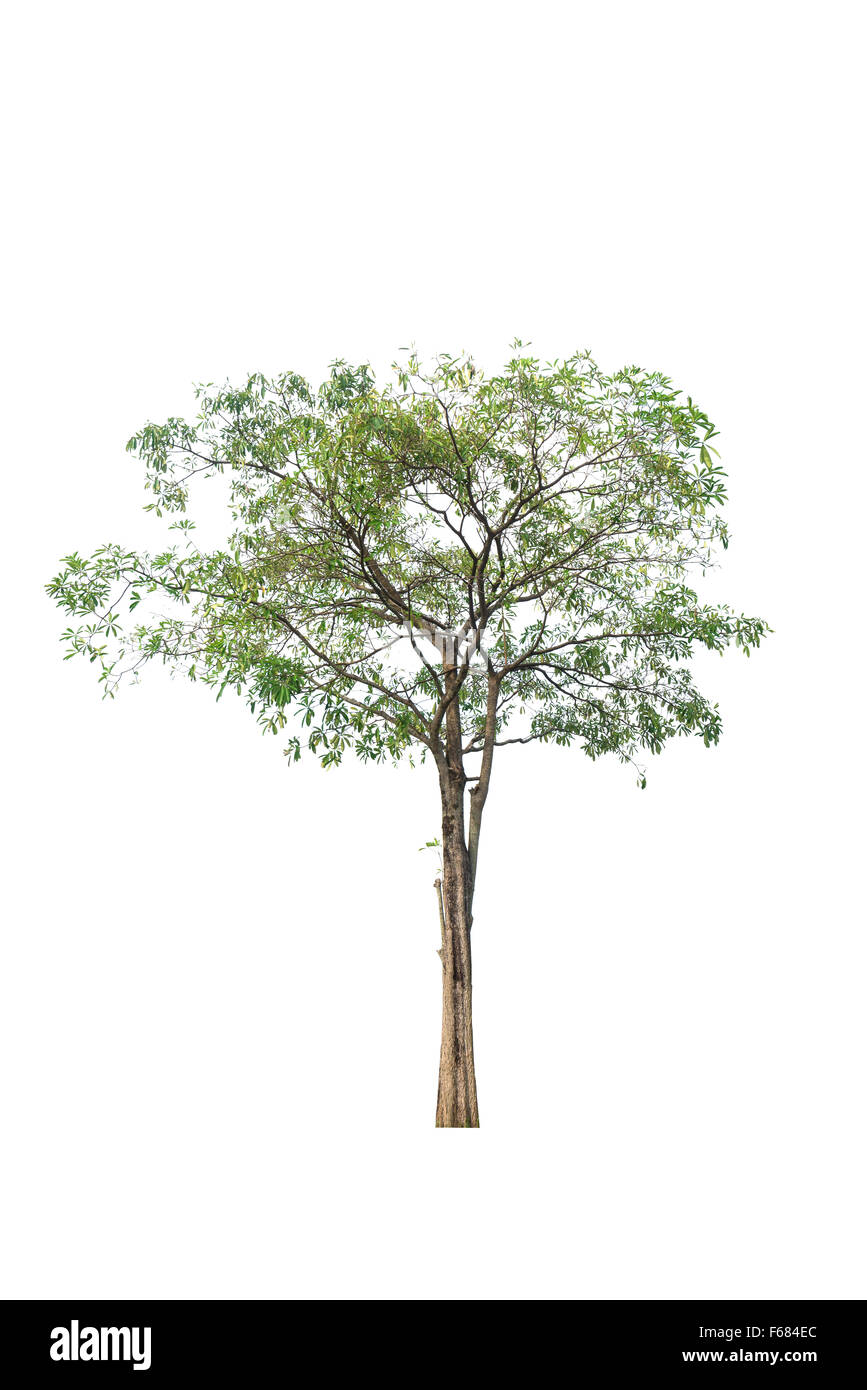 Green Tree isolated on white Stock Photo