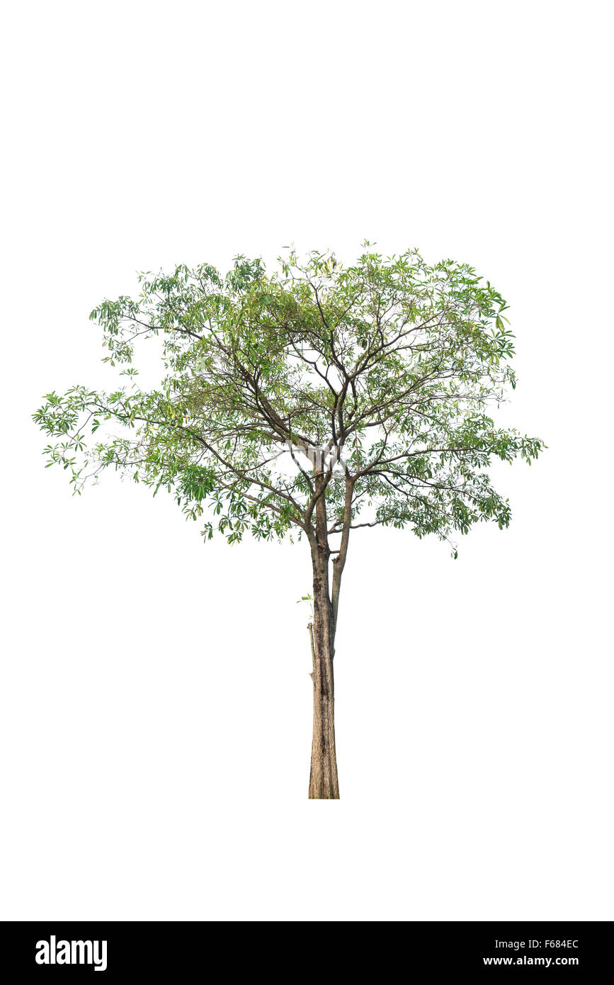 Green Tree isolated on white Stock Photo - Alamy