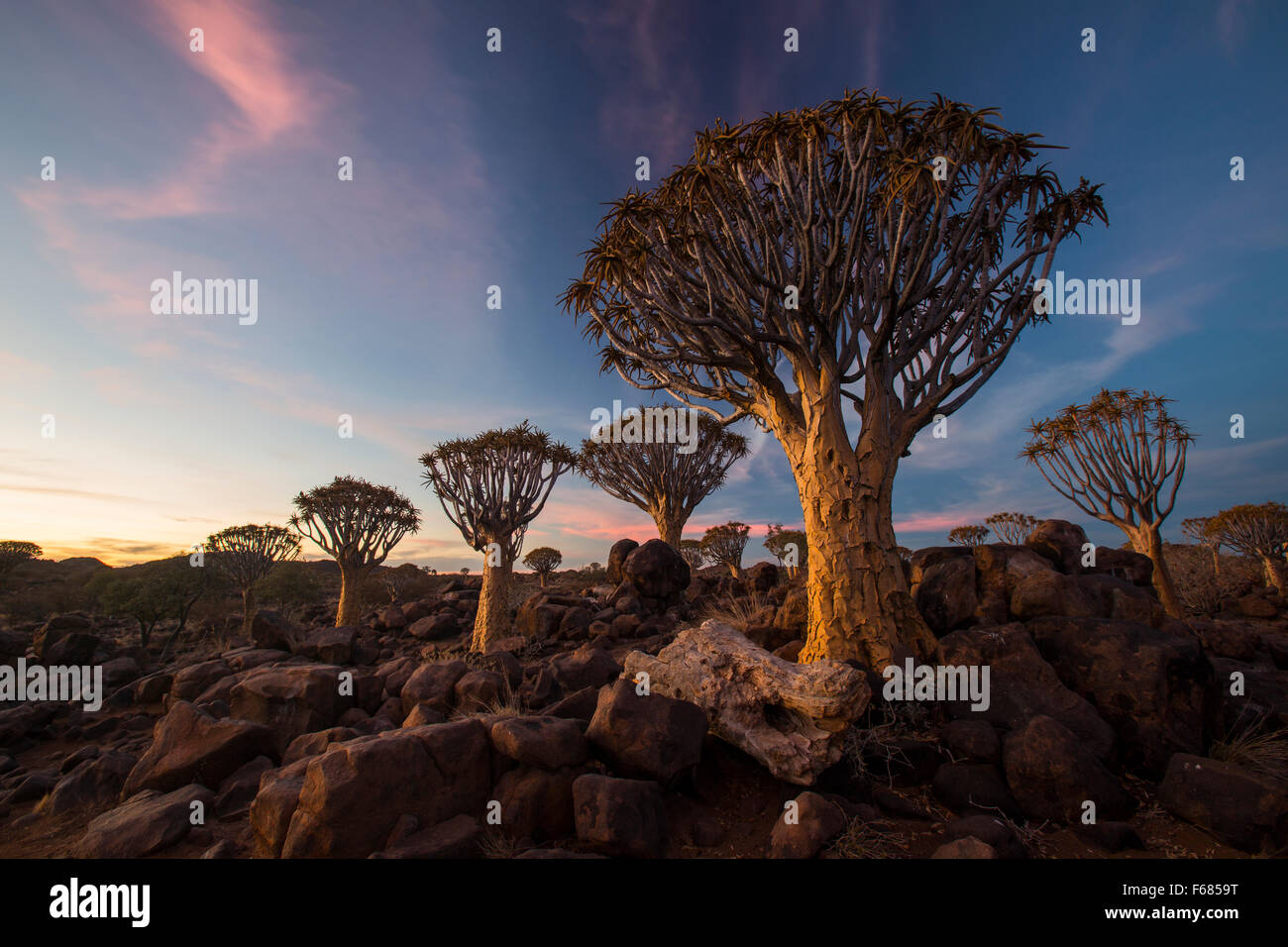 Quiver Tree Forest National Monument at sunset, Namibia, Africa Stock Photo