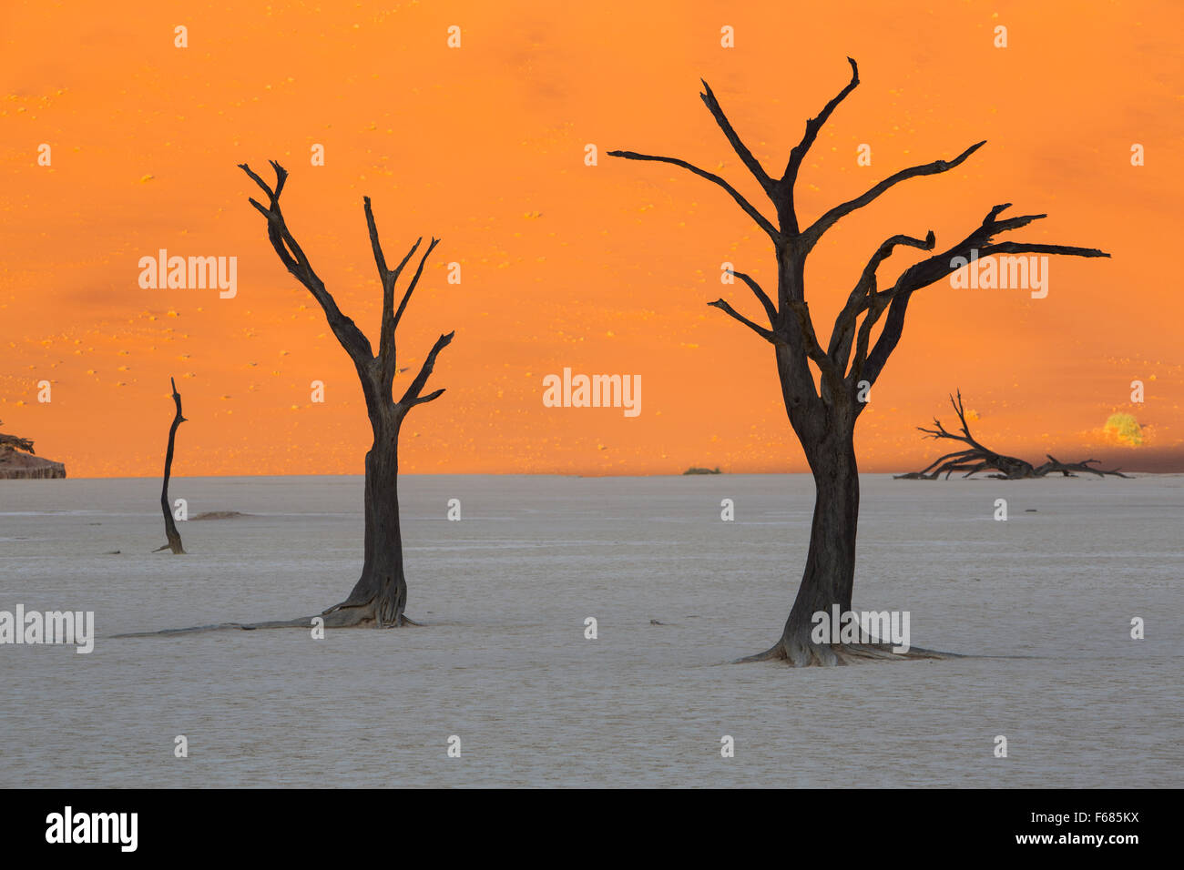Desiccated camel-thorn trees in Deadvlei at sunrise, Namibia, Africa Stock Photo
