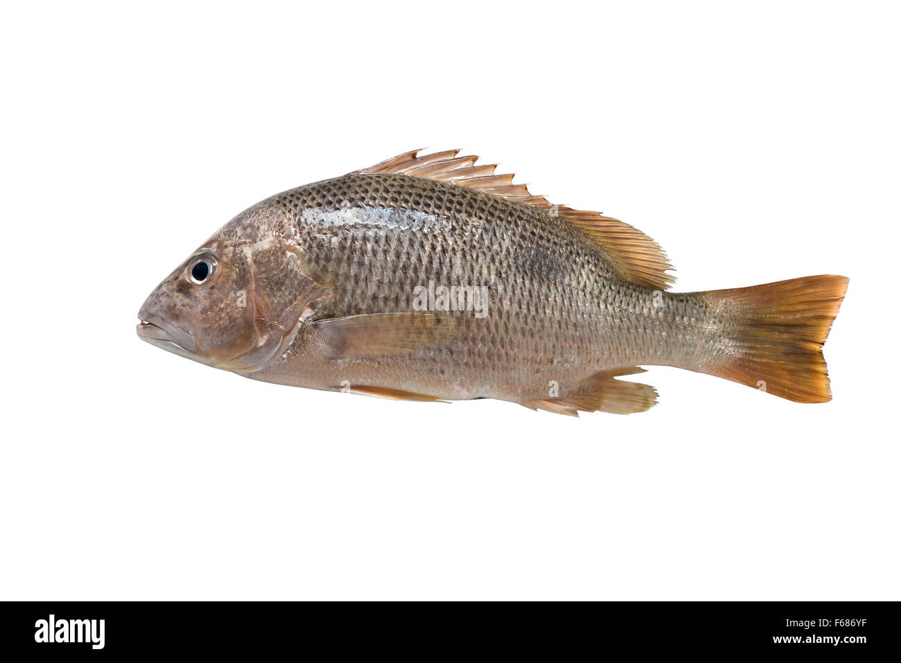 fresh Red snapper on white background + clipping paths Stock Photo