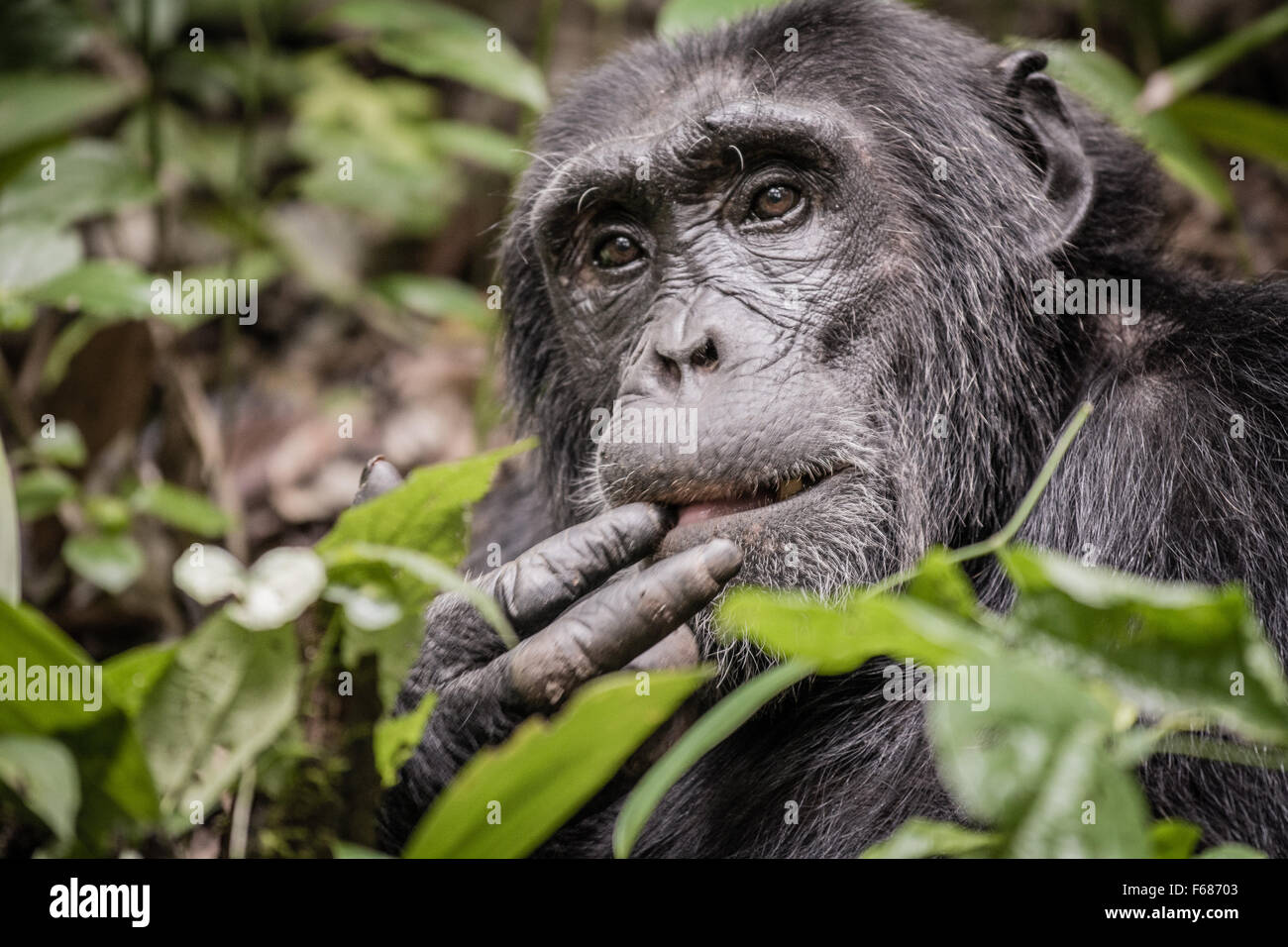 A Uganda chimpanzee is sticking his finger in his mous. Stock Photo