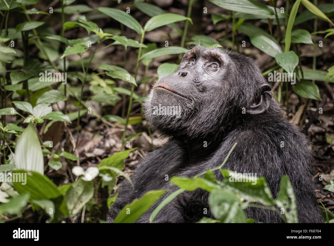 A Uganda chimpanzee seams to smile and looks up to the sky in the jungle. Stock Photo