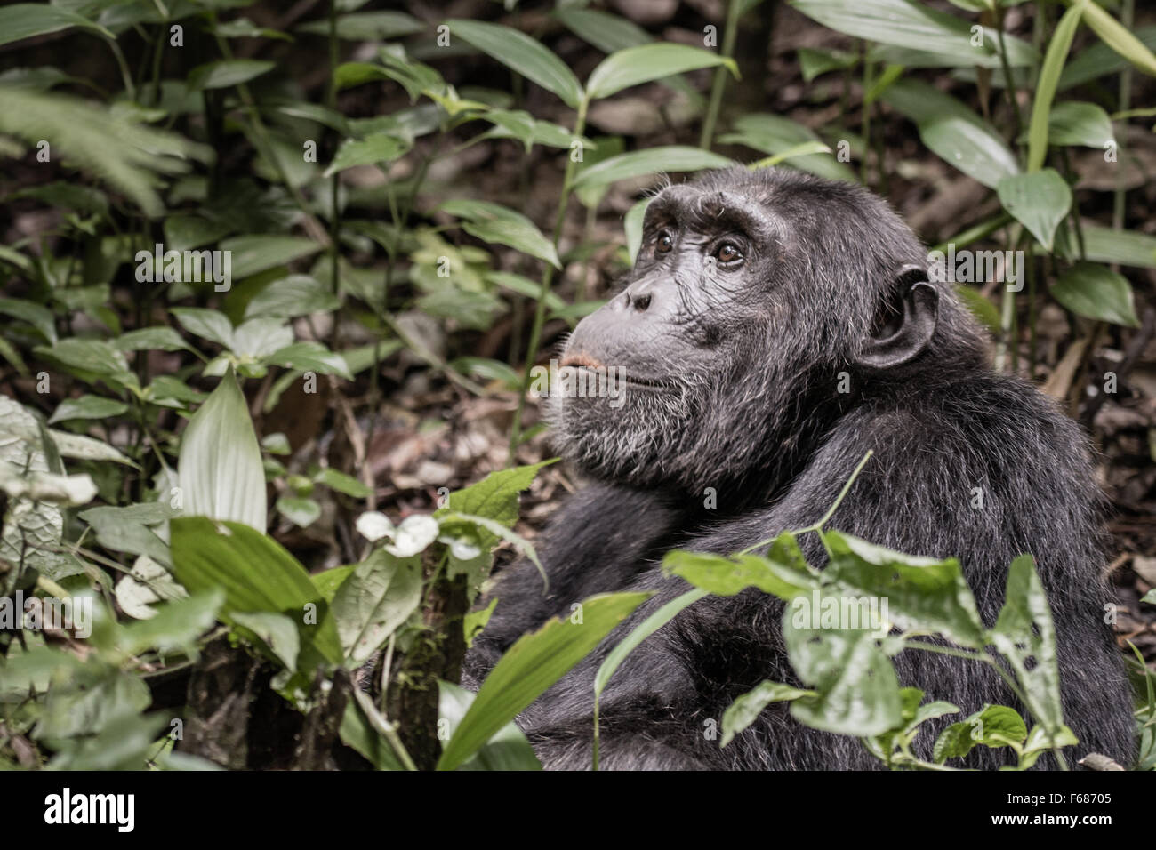 A Uganda chimpanzee seams to smile and looks up into the jungle. Stock Photo