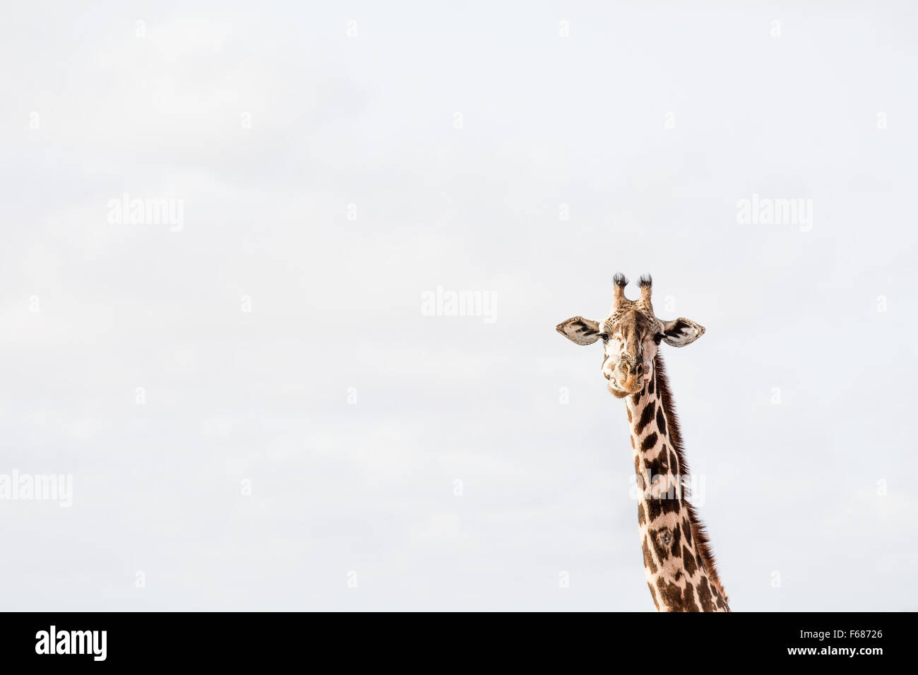 The head of a chewing giraffe infront of a white African sky. Stock Photo