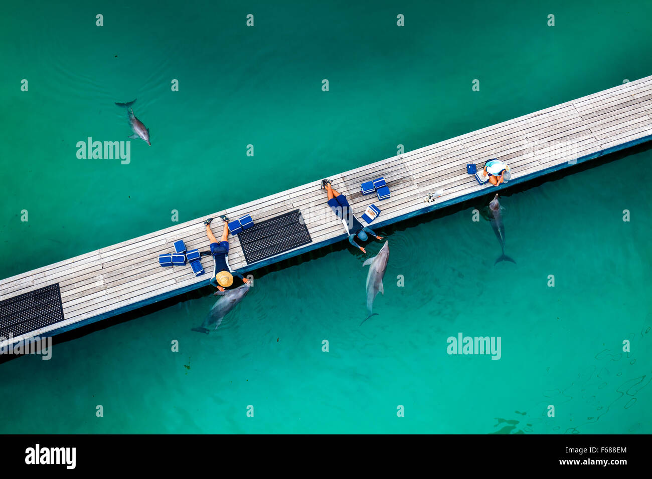 GOLD COAST, AUSTRALIA MARCH 31, 2015 Dolphin in their enclosure at