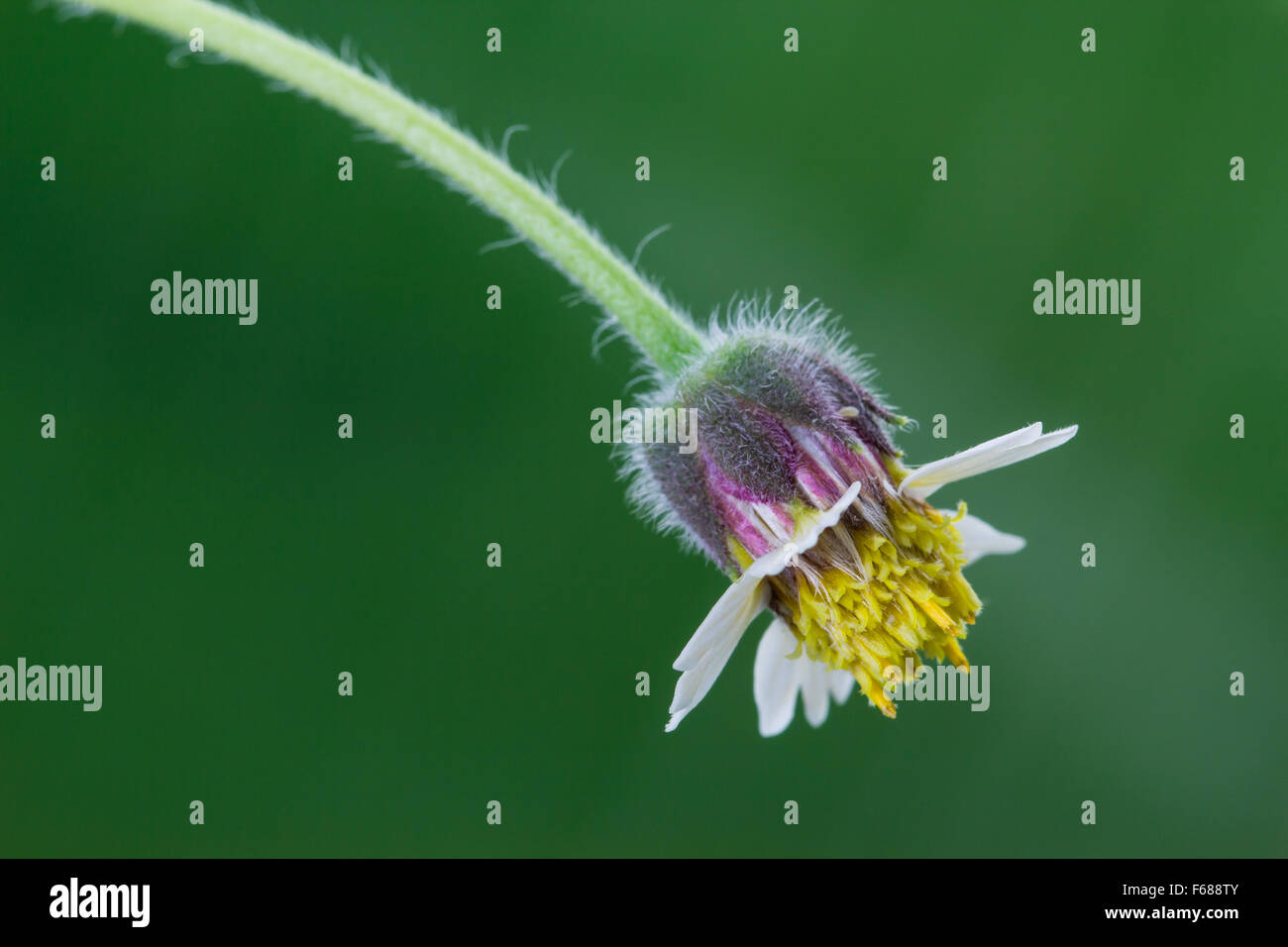 'Mexican Daisy', 'Coat Buttons' or 'Tridax Daisy' flower on green background Stock Photo