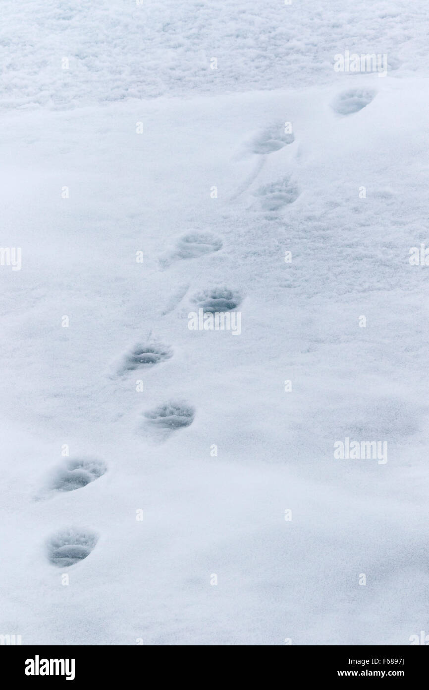 Tracks of a polar bear  in snow / Ursus maritimus Stock Photo