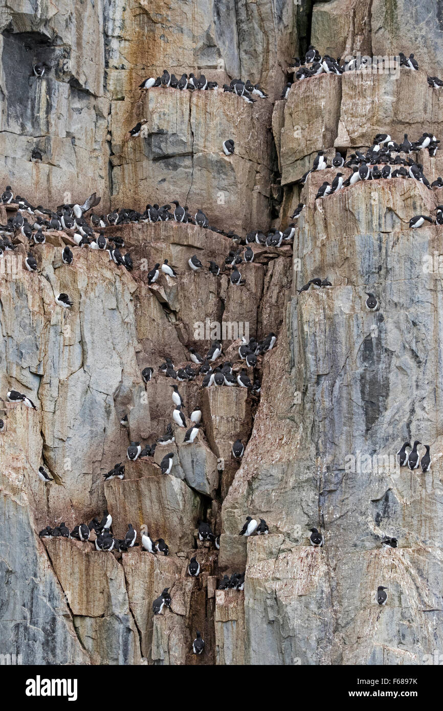 Alkefjellet bird cliffs, inhabited by Thick-billed Murres or Brünnich's Guillemots, Hinlopenstretet, Spitsbergen Island Stock Photo