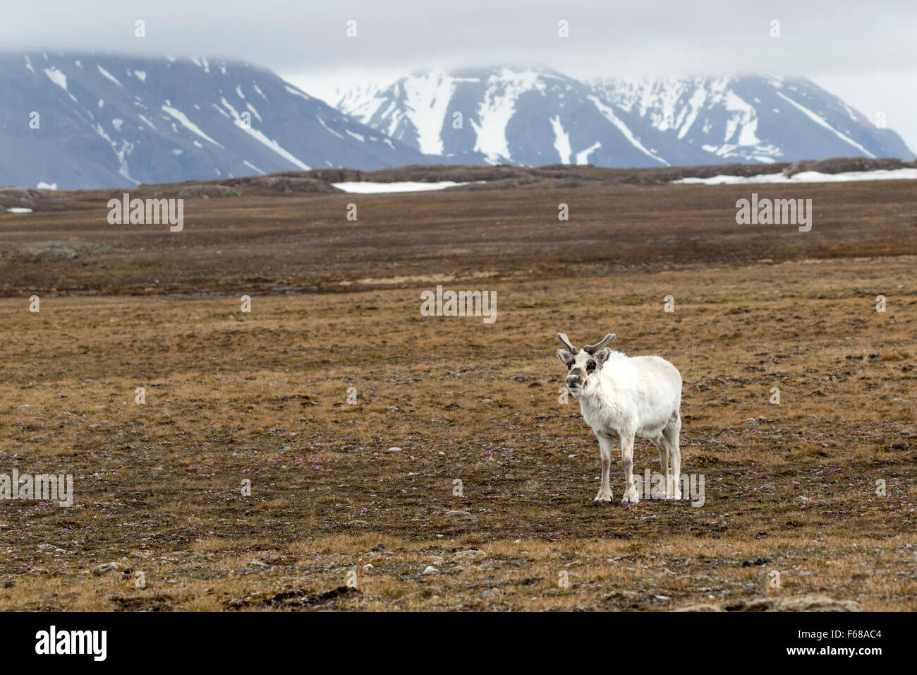 Svalbard Reindeer, Spitsbergen Island, Svalbard, Norway, Europe Stock Photo
