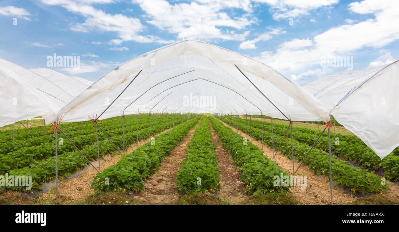 Strawberrys growing in the greenhouse Stock Photo - Alamy
