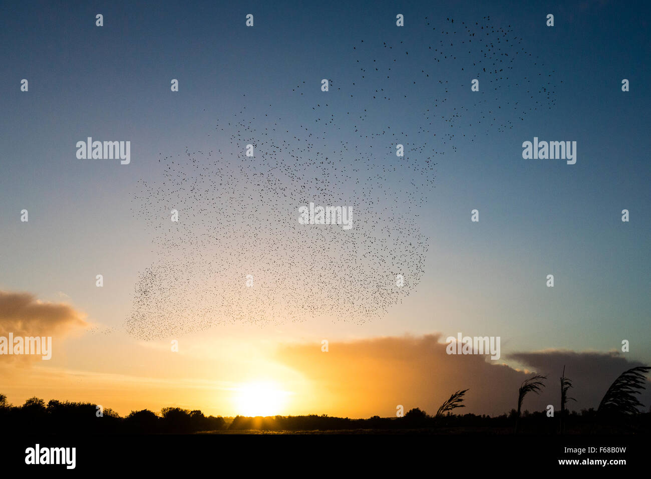 Somerset Levels, UK. 13th November, 2015. Somerset levels, UK. Starling murmuration in front of sunset. Credit:  Dave Stevenson/Alamy Live News Stock Photo