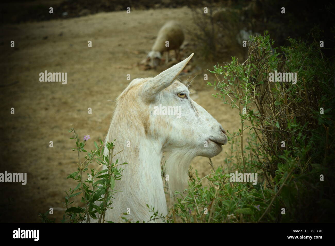 A goat by the bush Stock Photo